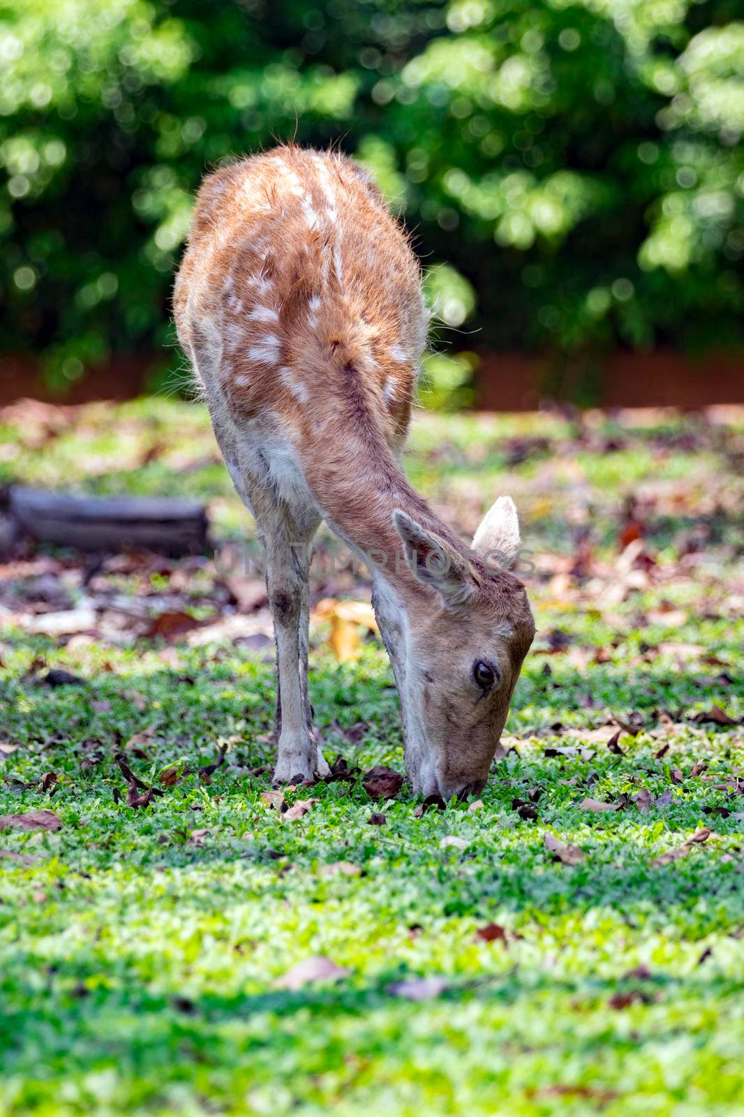 Image of a deer on nature background. wild animals.