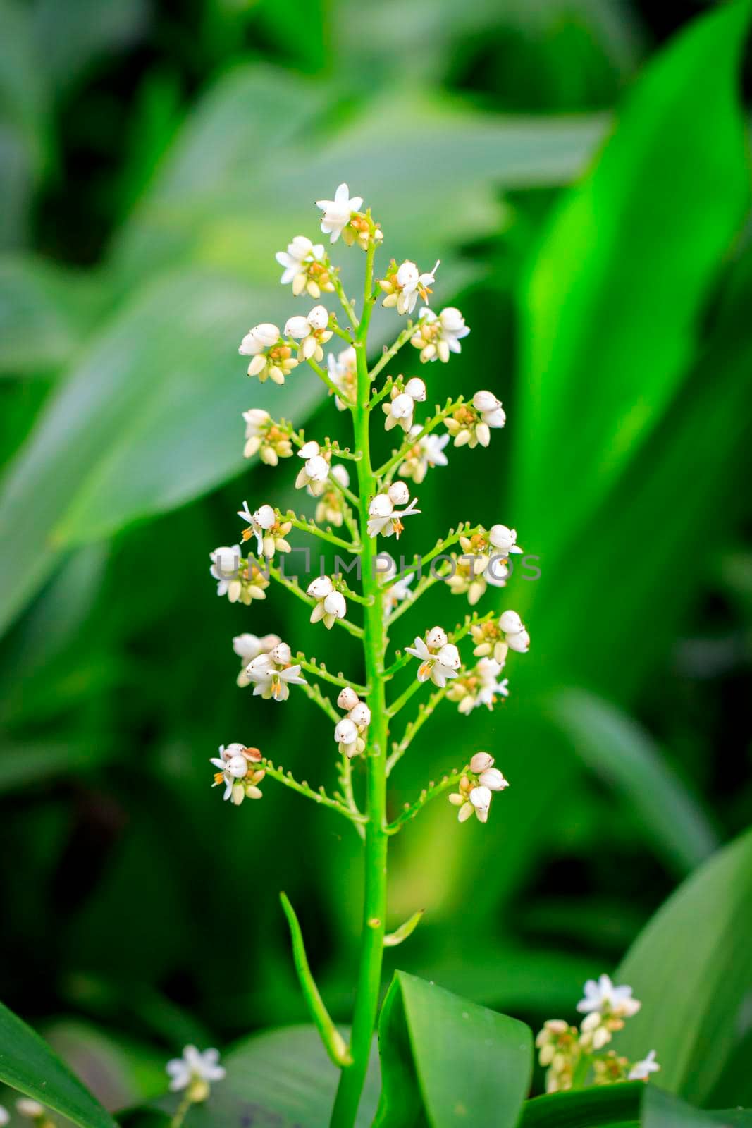 Image of beautiful white flowers in the garden.