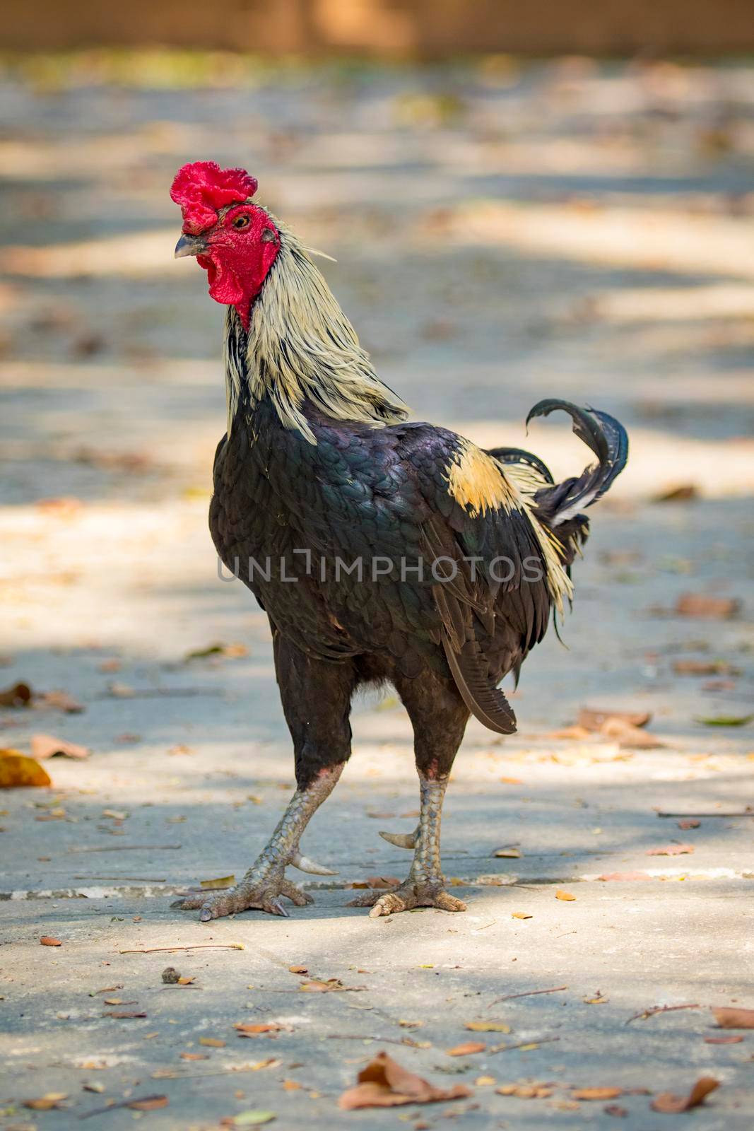 Image of a rooster on nature background. Farm Animals.
