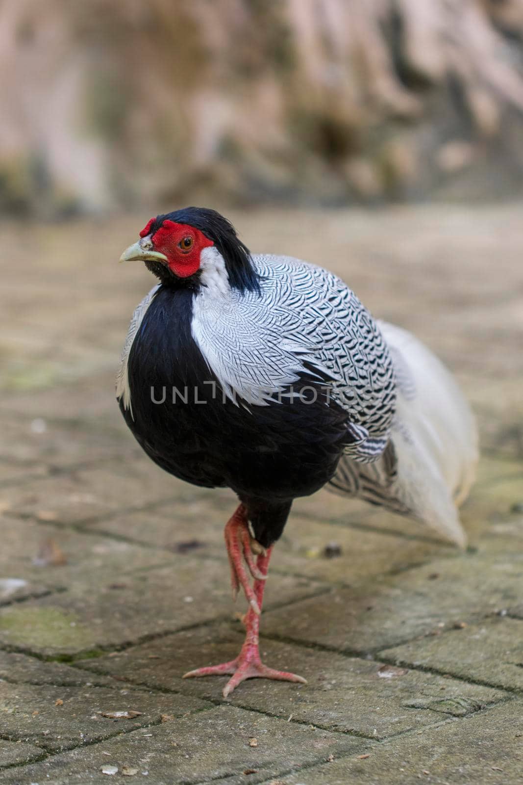 Image of Silver Pheasant(Lophura nycthemere) on nature background. Poultry, Animals. by yod67