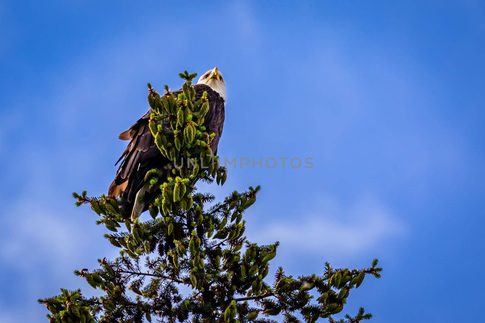 Bald Eagle perching at tree top