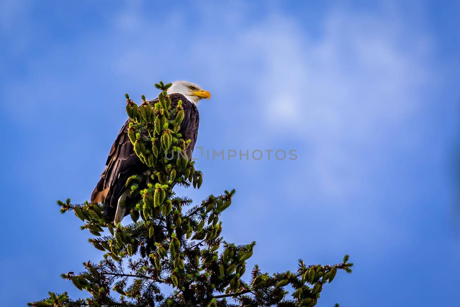Bald Eagle perching at tree top by gepeng