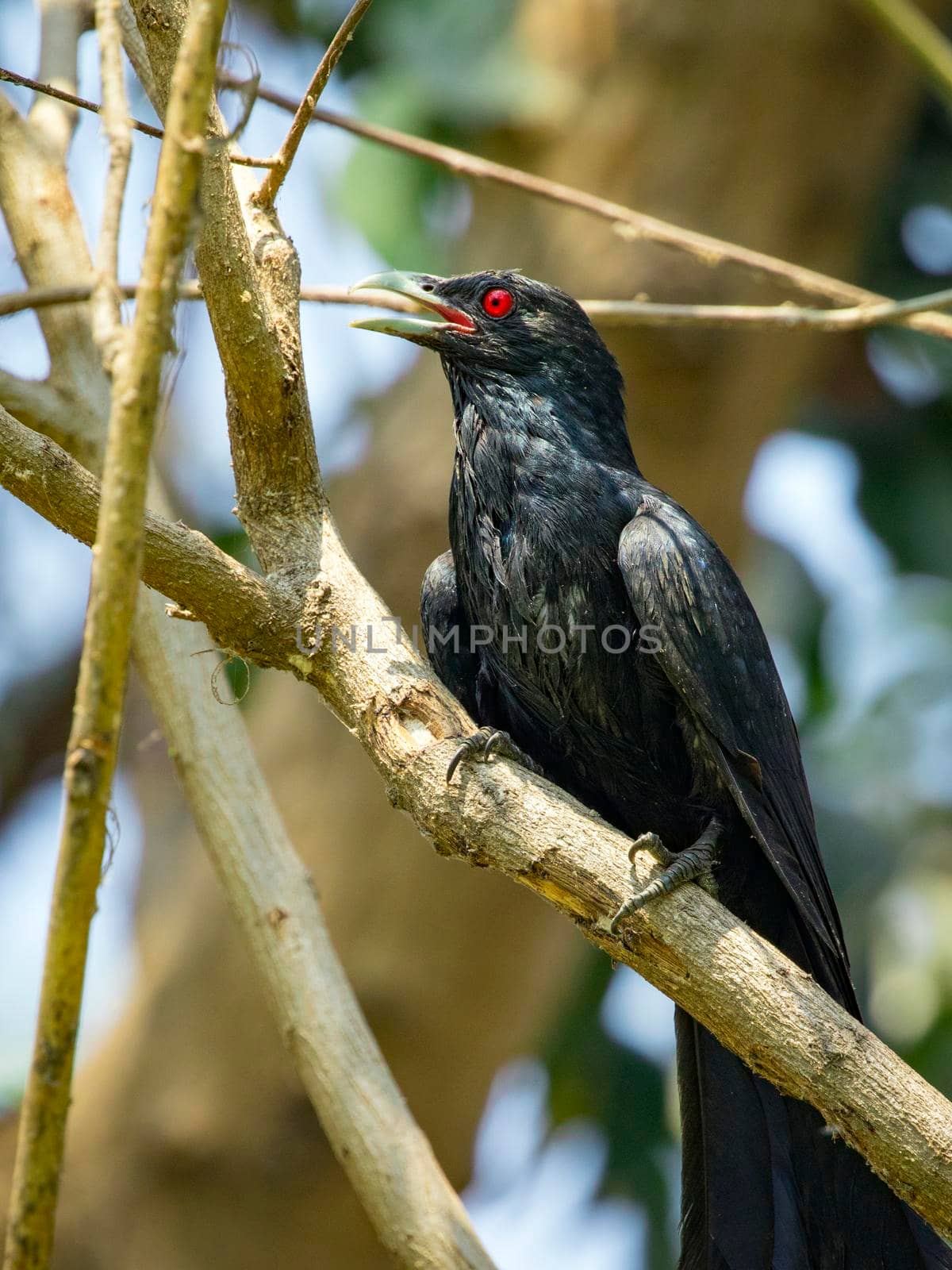 Image of asian koel bird (Eudynamys scolopaceus) male, on the branch on natural background.