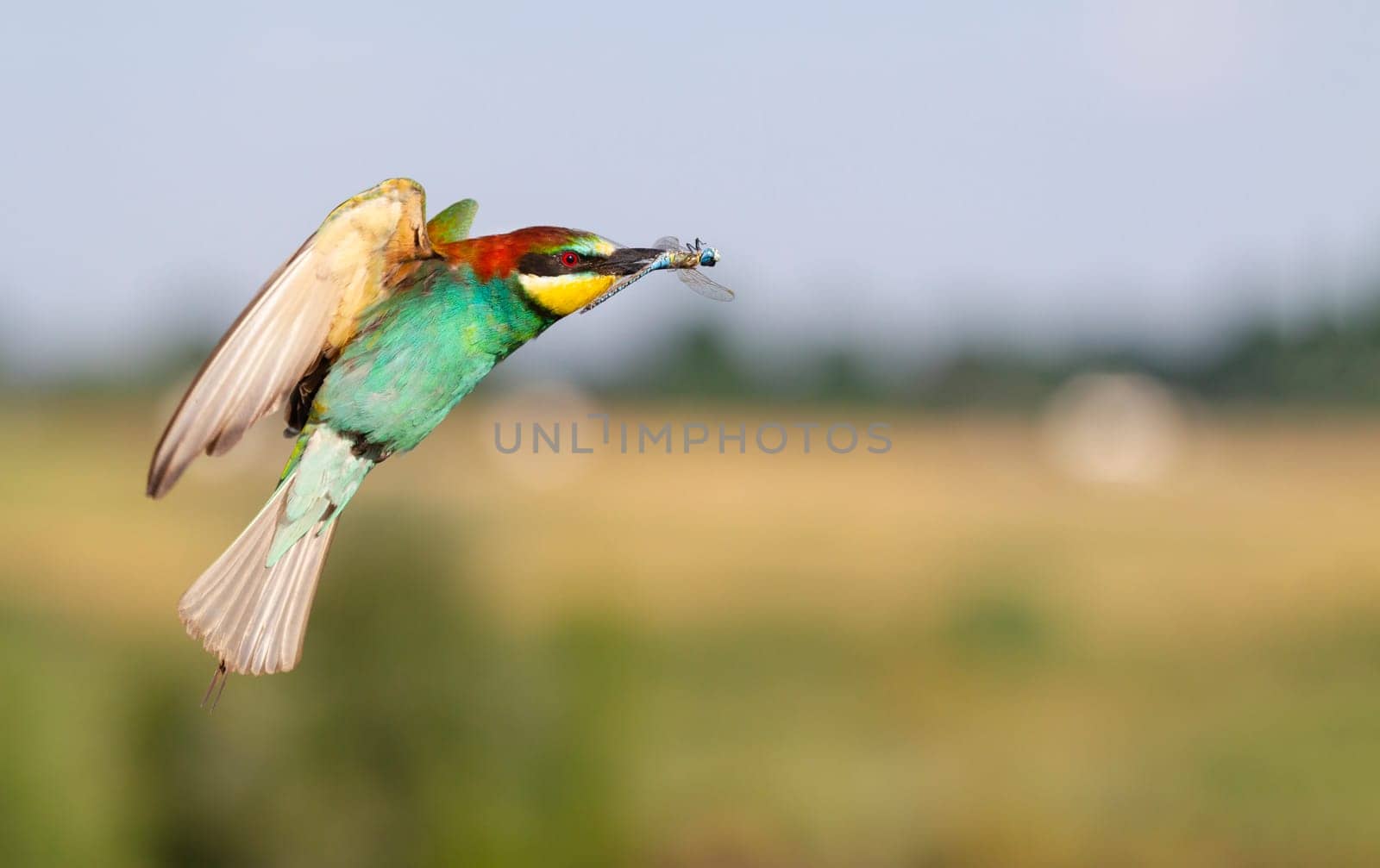 bee-eater flies with a dragonfly in its beak by drakuliren