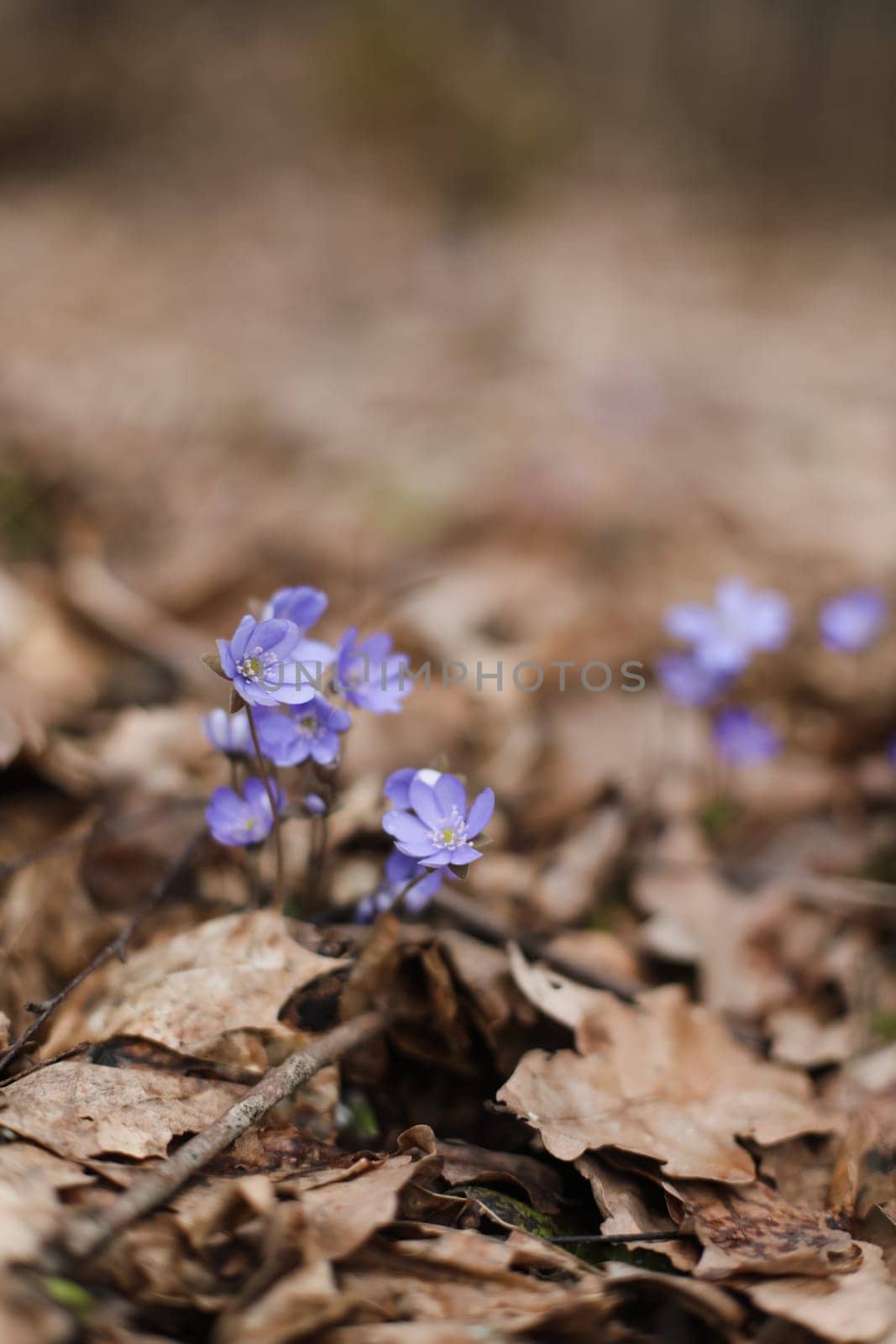 early spring flower crocus and snowdrops in natural environment, flower macro portrait