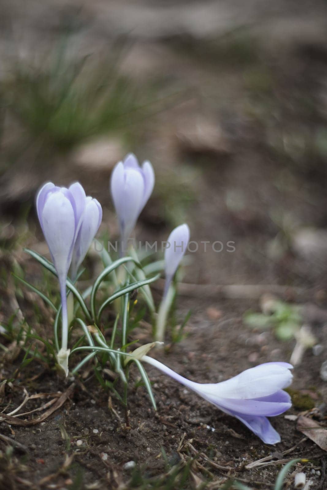 Spring background with flowering violet crocuses flowers in early spring.