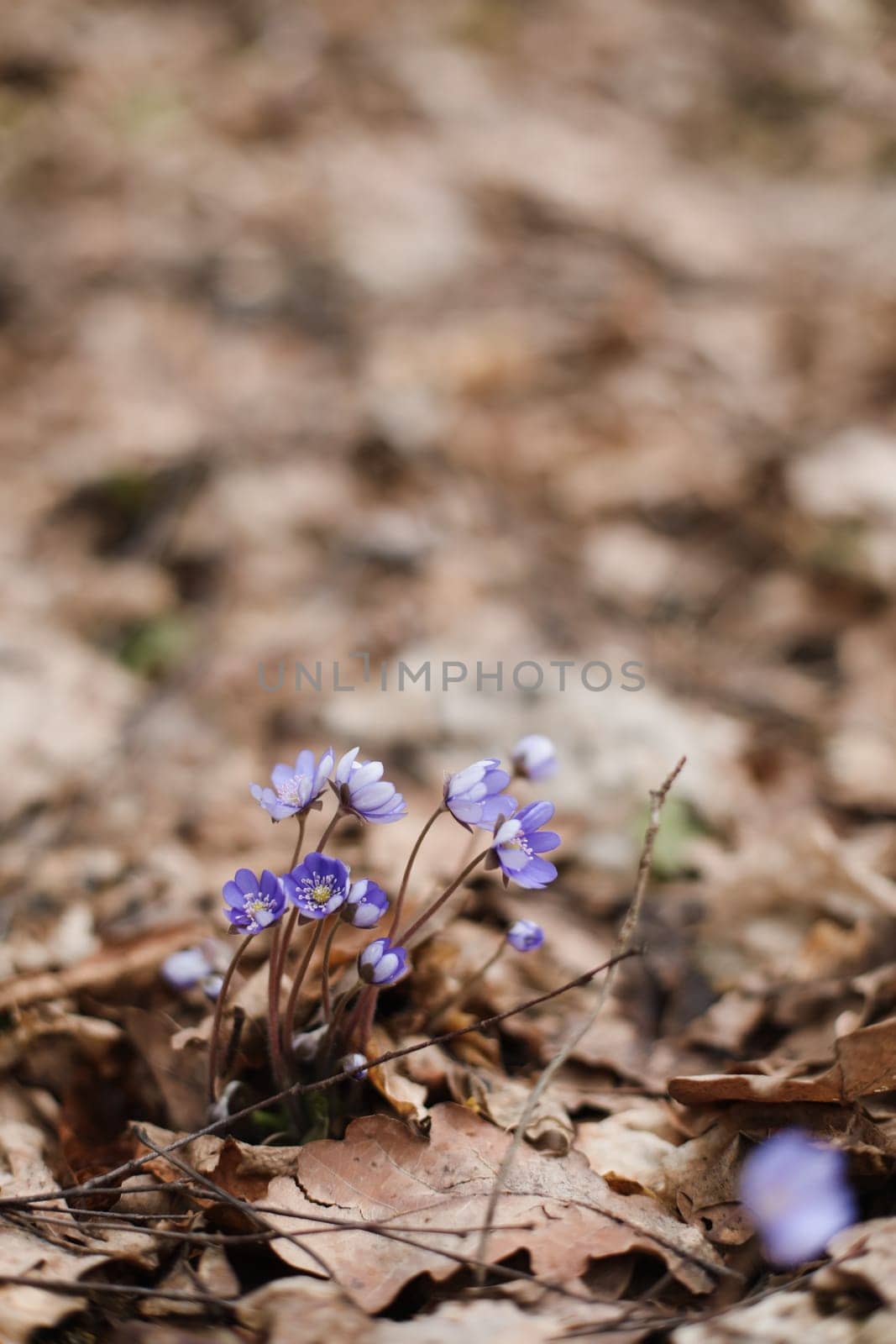 early spring flower crocus and snowdrops in natural environment, flower macro portrait