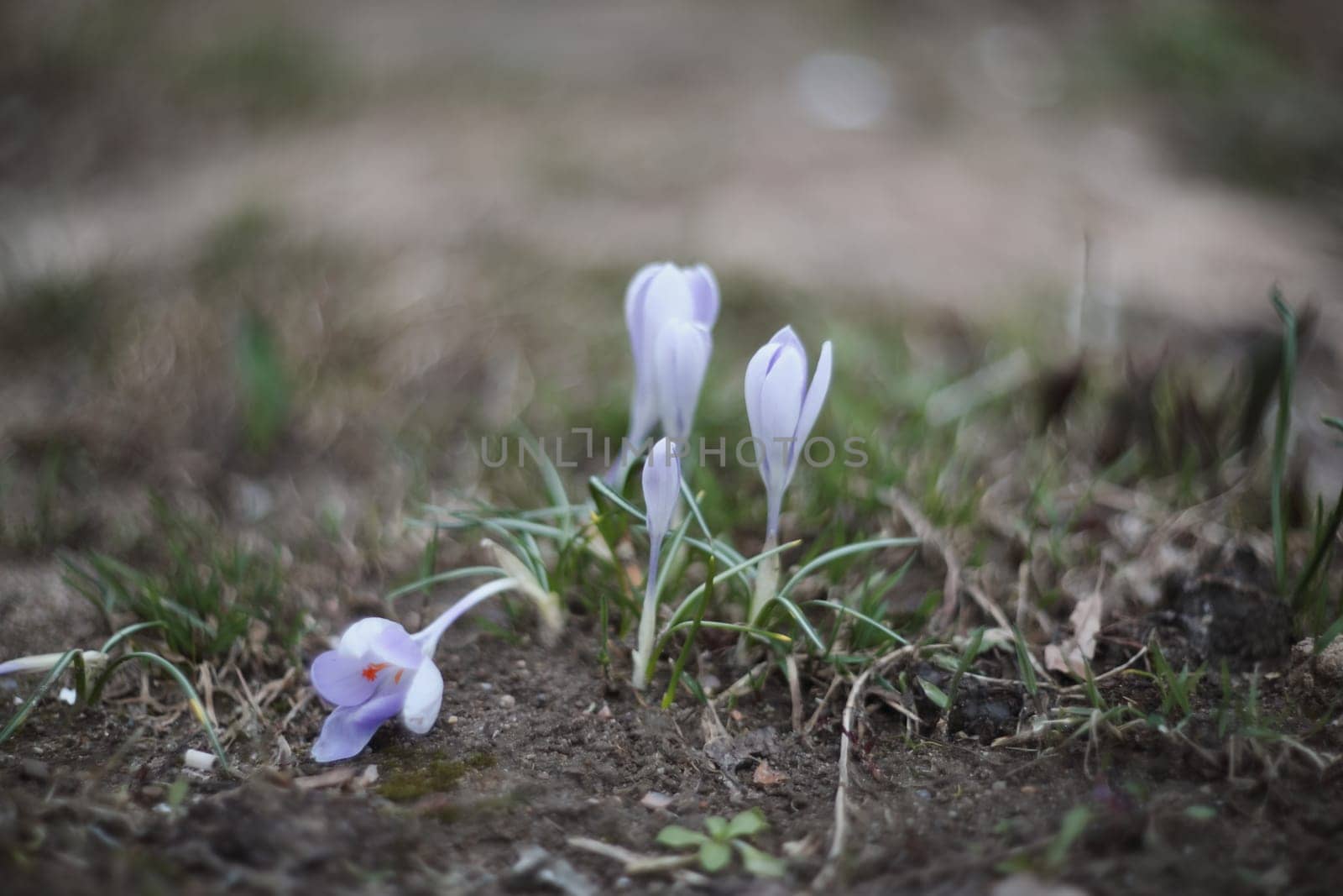 Spring background with flowering violet crocuses flowers in early spring.