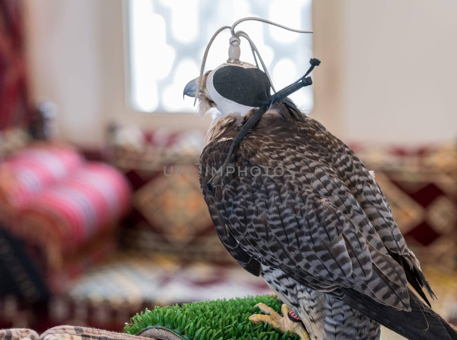 Detail portrait of falcon or hawk wearing a traditional leather cap or hat indoors