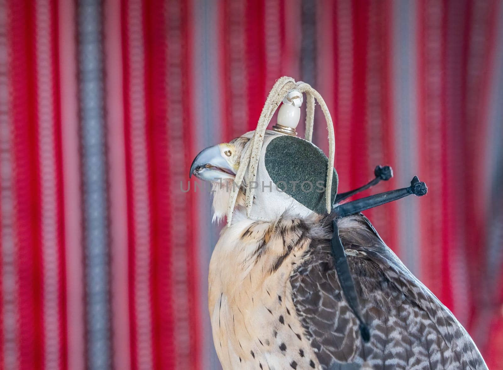 Detail portrait of falcon or hawk wearing a traditional leather cap or hat with wall hanging behind