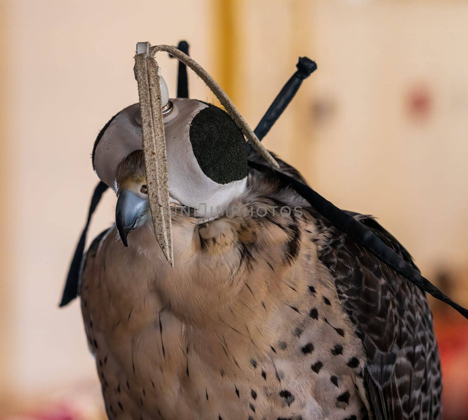 Detail portrait of falcon or hawk wearing a traditional leather cap or hat indoors