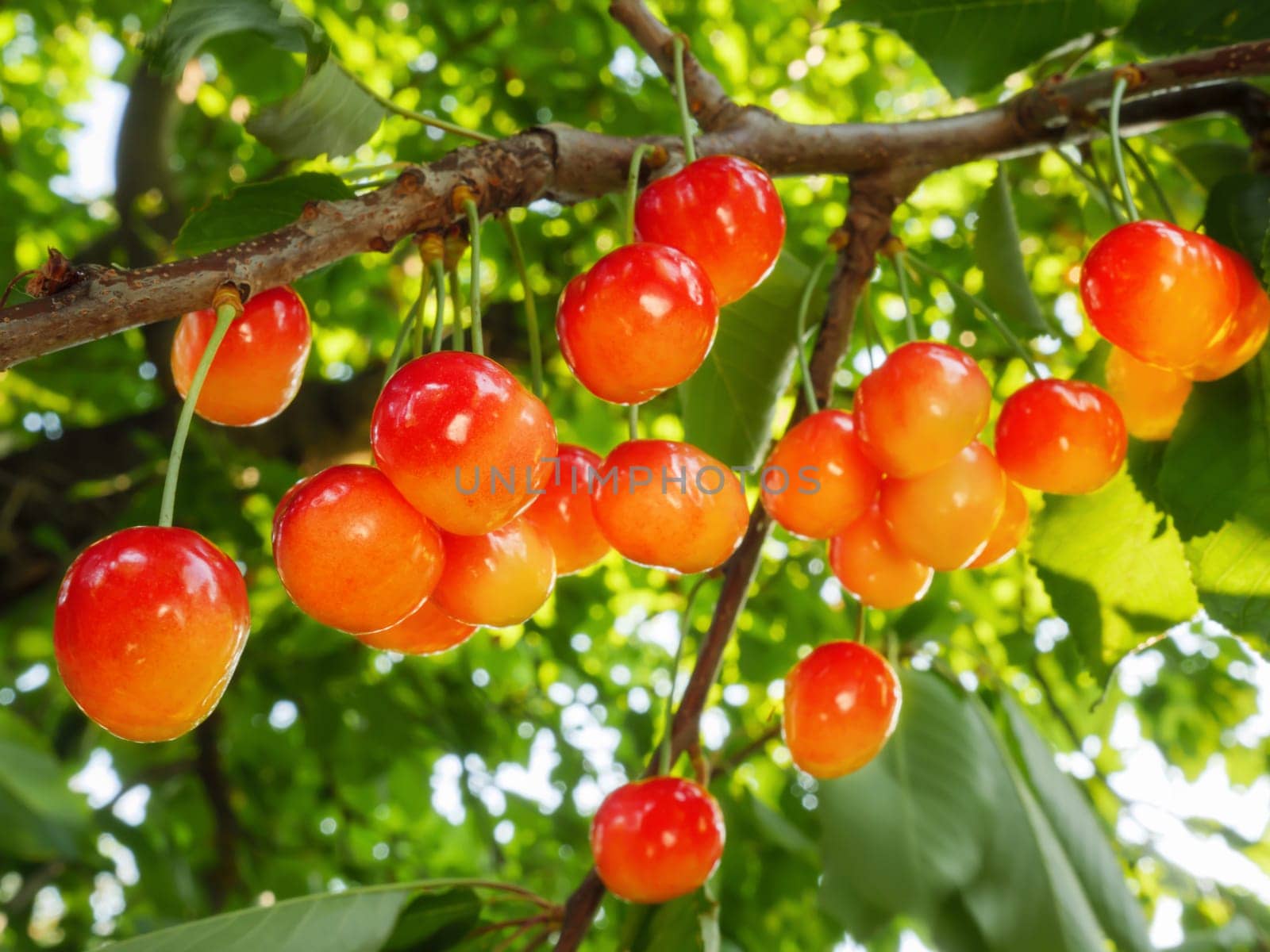 Rainier cherry harvest garden growing fruit branch sweet cherry hanging berry tree. Ripe sweet cherry tree branch bunch cherry harvest season. Harvesting fruit tree garden fruit farm harvest concept by synel