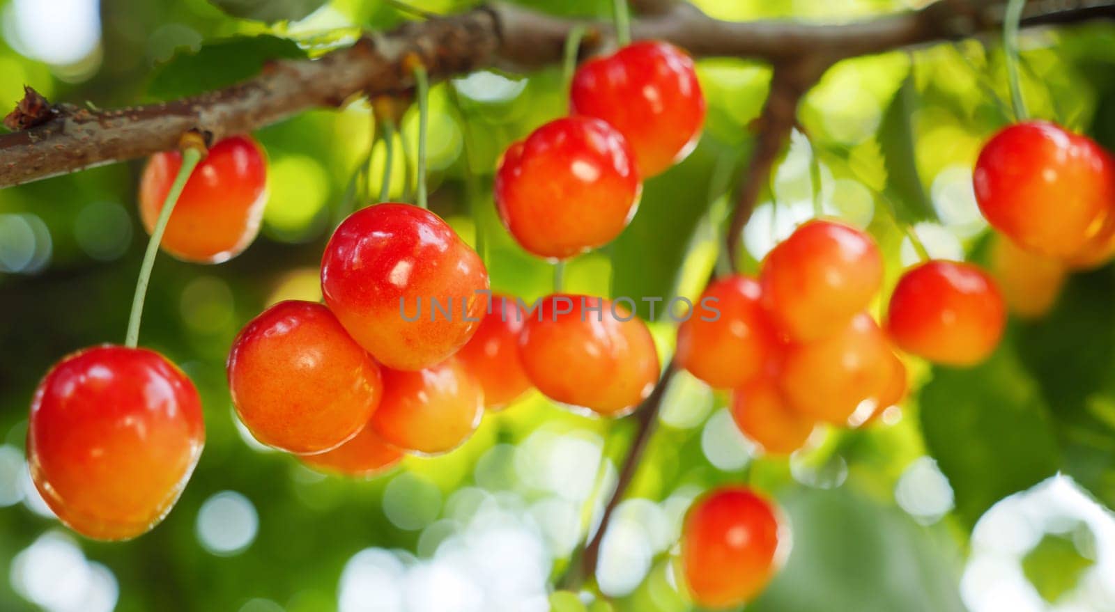 Rainier cherry harvest garden growing fruit branch sweet cherry hanging berry tree. Ripe sweet cherry tree branch bunch cherry harvest season. Harvesting fruit tree garden fruit farm harvest concept by synel