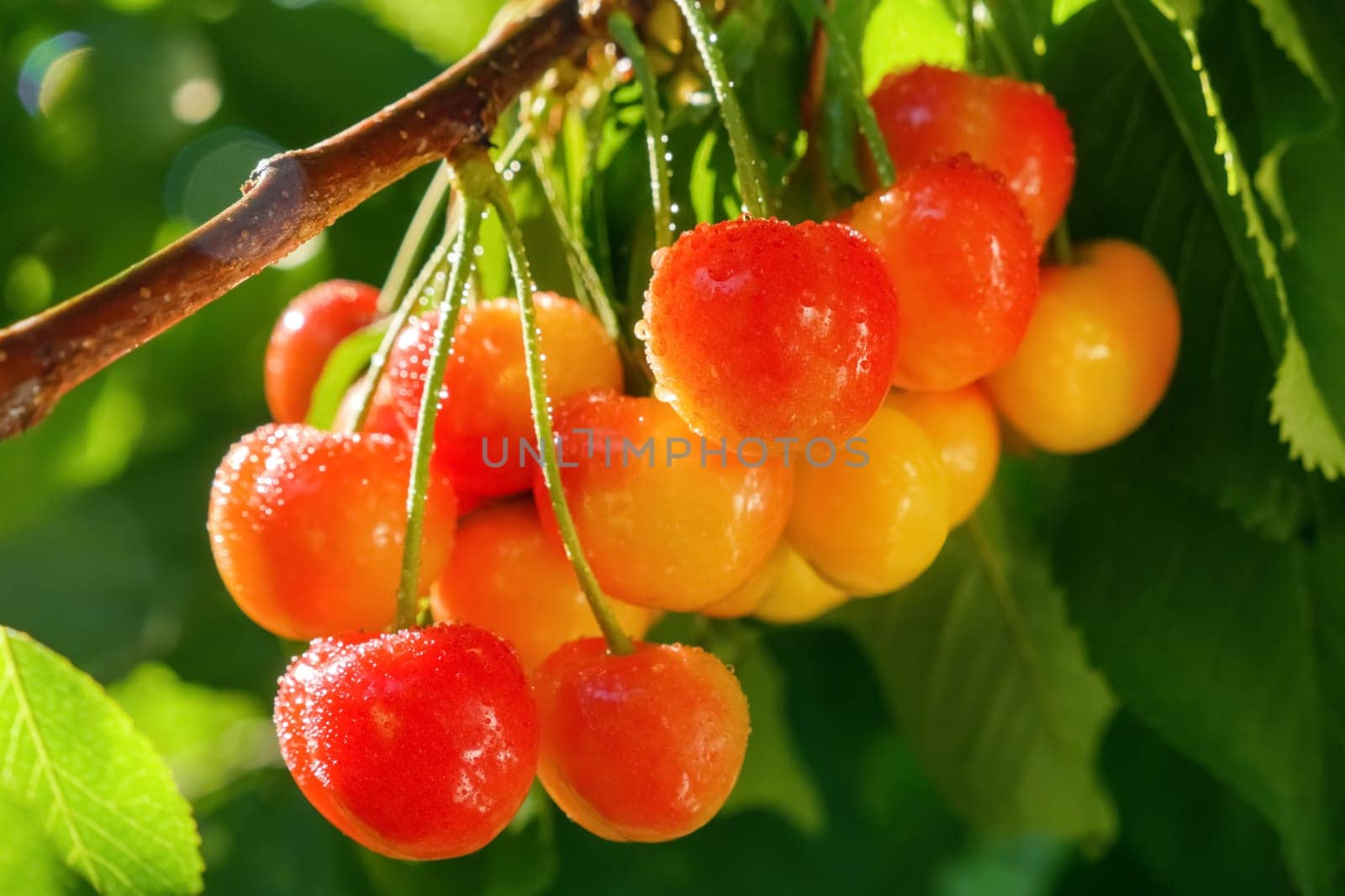 Rainier cherry harvest garden growing fruit branch sweet cherry fruit hanging berry tree. Ripe sweet cherry tree branch bunch cherry drop water. Harvesting fruit tree garden fruit farm harvest season by synel