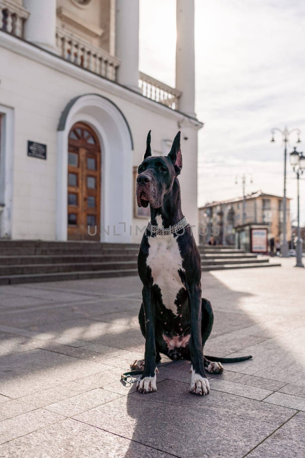 Young black Great Dane poses in the city by Matiunina