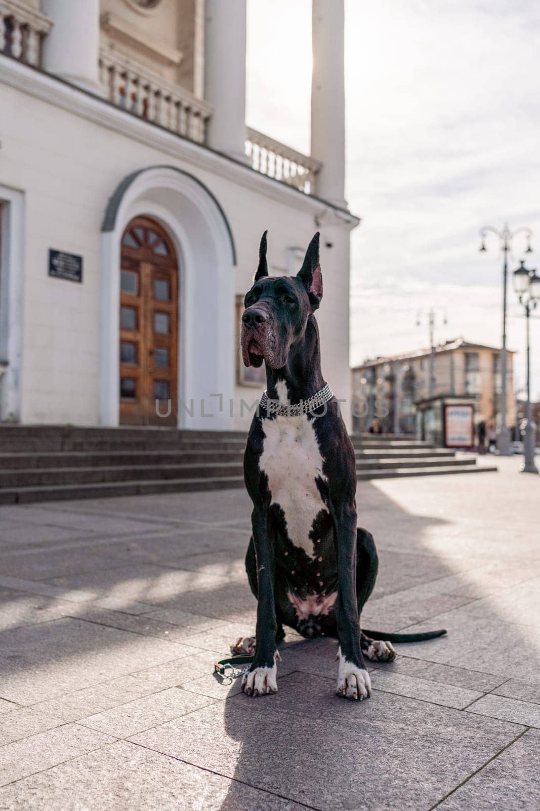 Young black Great Dane poses in the city.