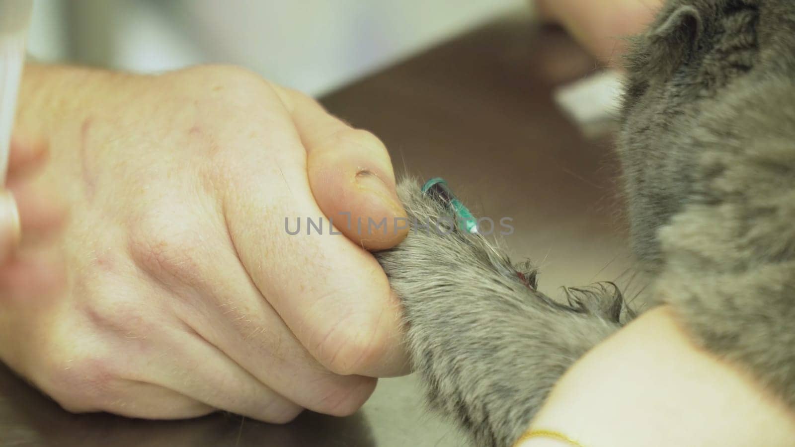 Procedure to take blood from jugular vein of a feline cat in veterinary clinic.Taking blood for analysis in a cat in a vet clinic.