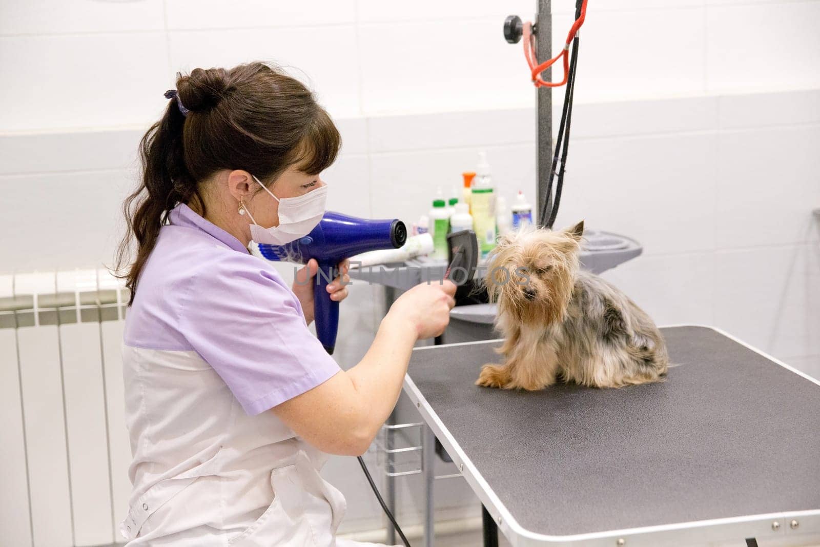 Grooming a little dog in grooming, hairdressing salon for dogs. Grumer combs and makes a hairdo for the dog.. Groomer using comb on dog.