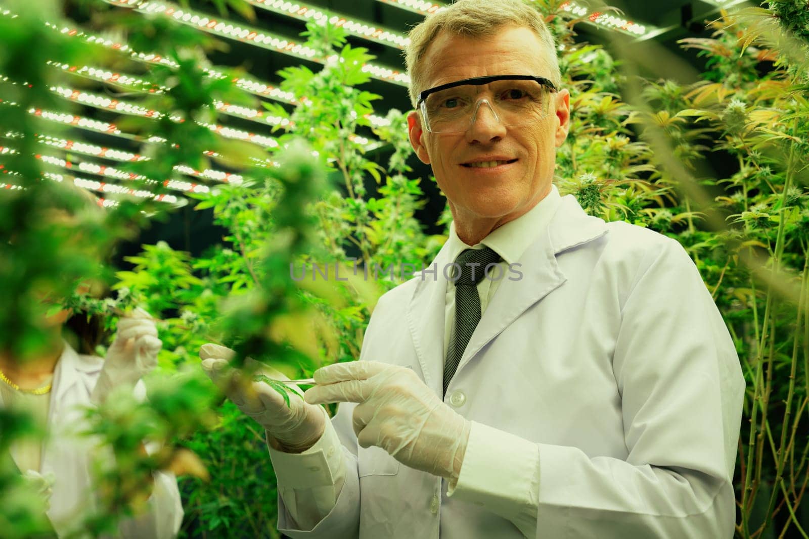 Scientists researching cannabis hemp and marijuana plants in gratifying indoor curative cannabis plants farm. Cannabis plants for medicinal cannabis products for healthcare and medical purposes.