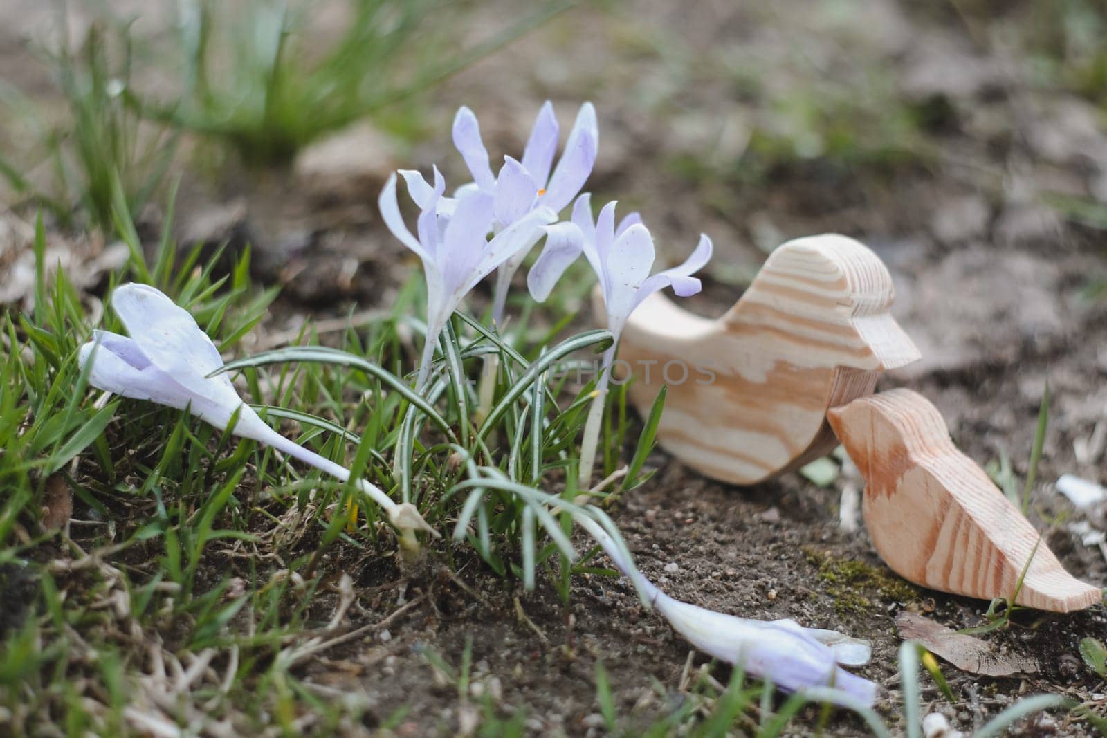 Spring background with flowering violet crocuses flowers in early spring.