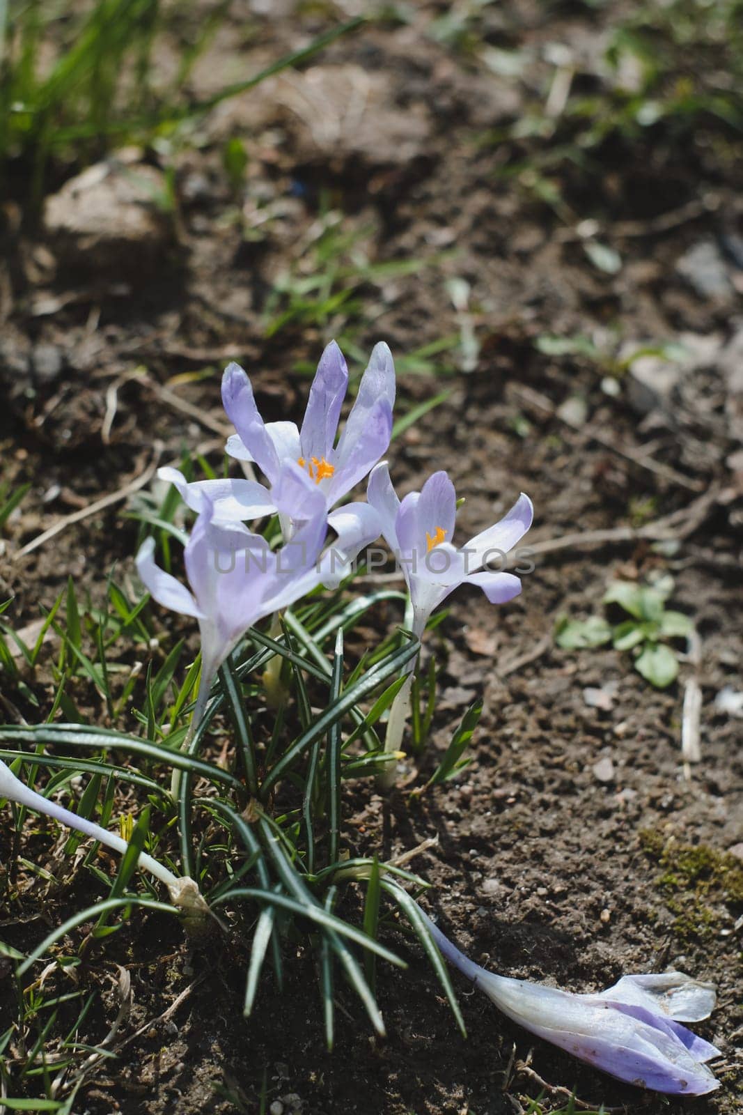 Spring background with flowering violet crocuses flowers in early spring.