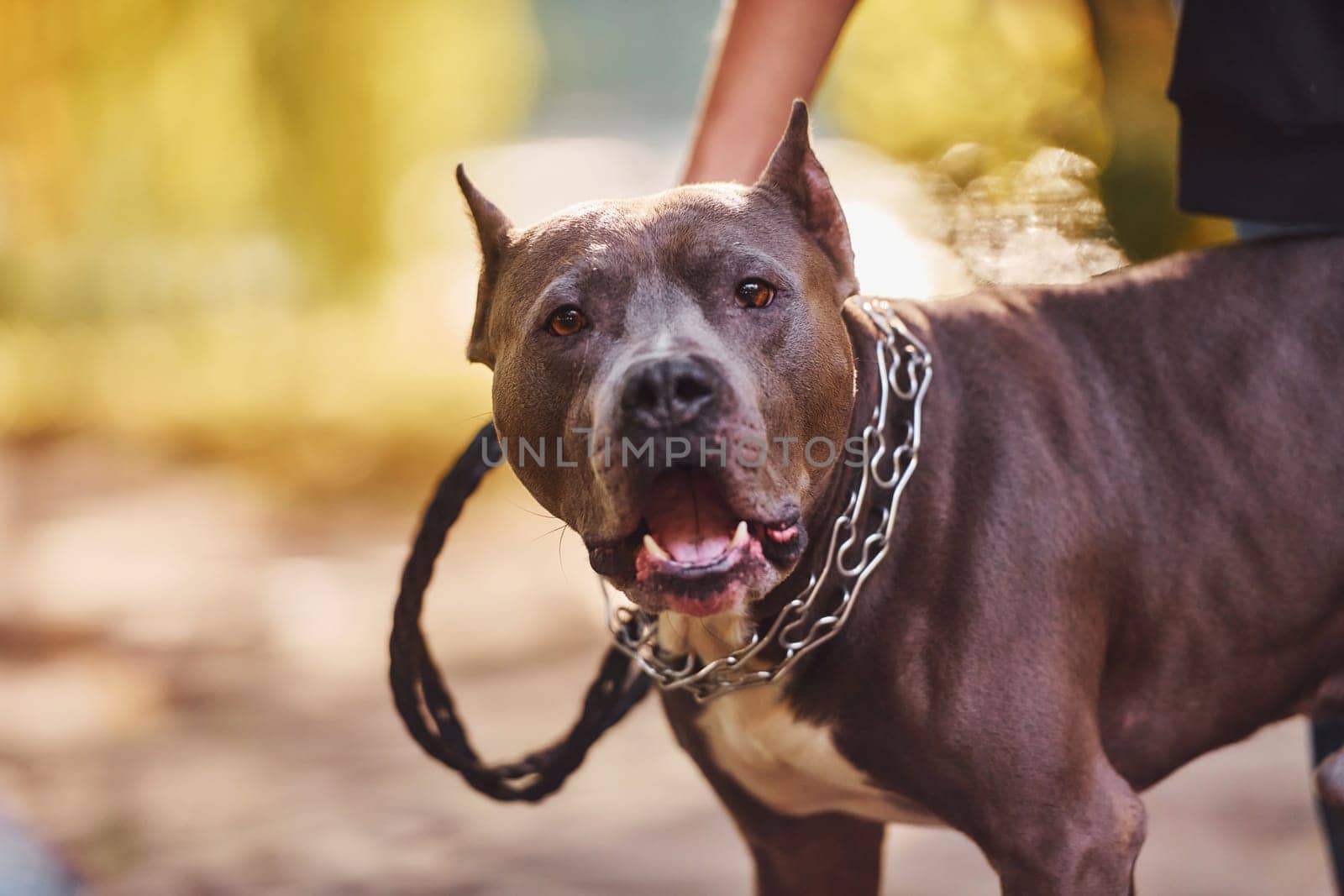 Yellow leaves at background. Woman in casual clothes is with pit bull outdoors.