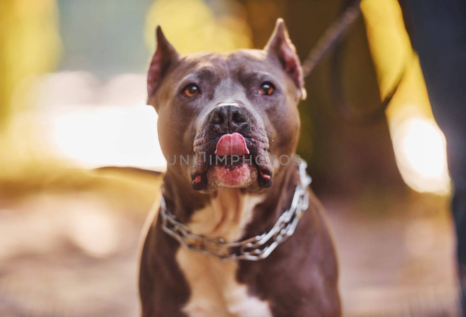 Pit bull is having a walk outdoors. Autumn season by Standret