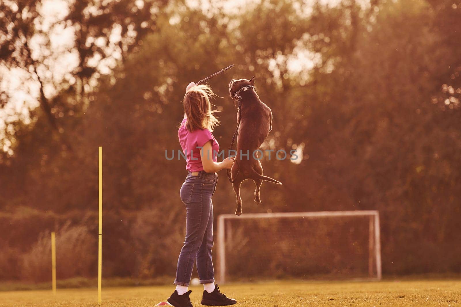 Doing tricks. Woman in casual clothes is with pit bull outdoors.