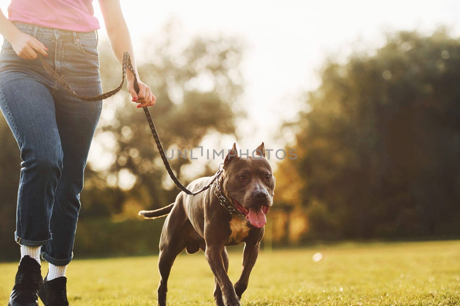 Close up view. Woman in casual clothes is with pit bull outdoors.
