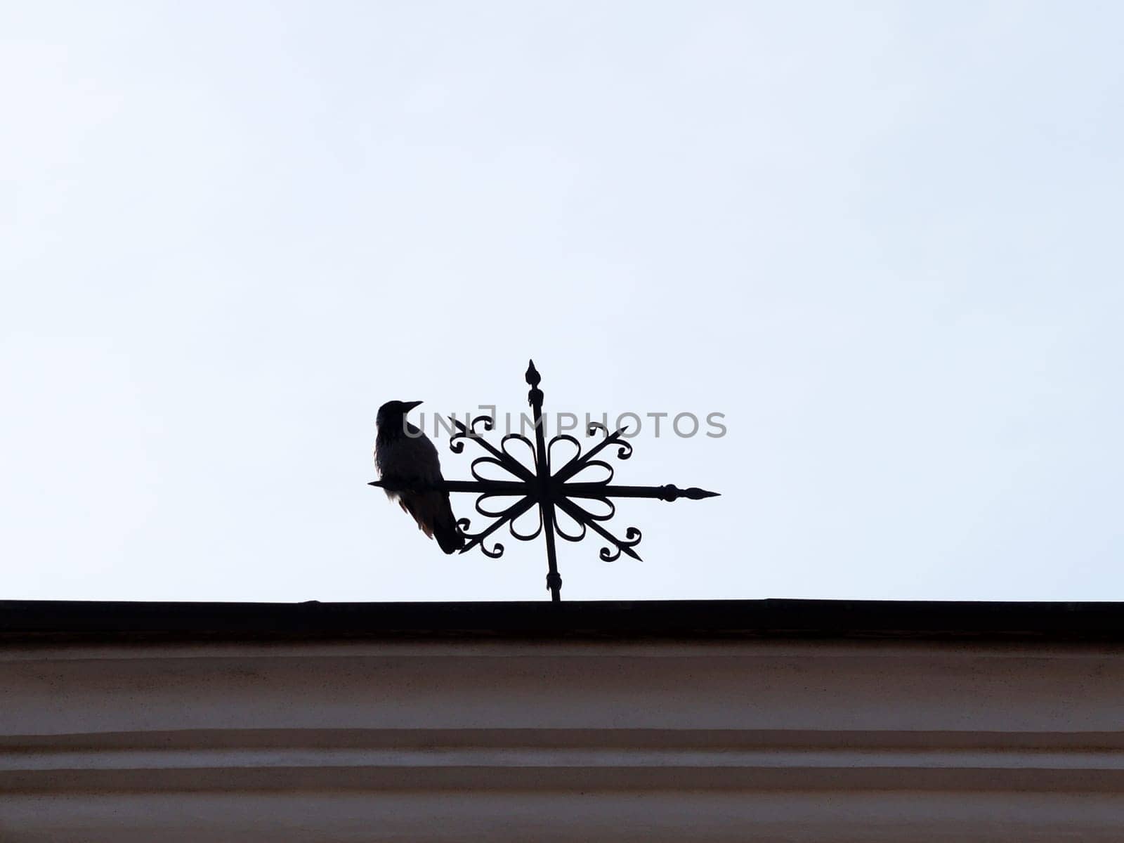 black crow on a weather vane on the roof.