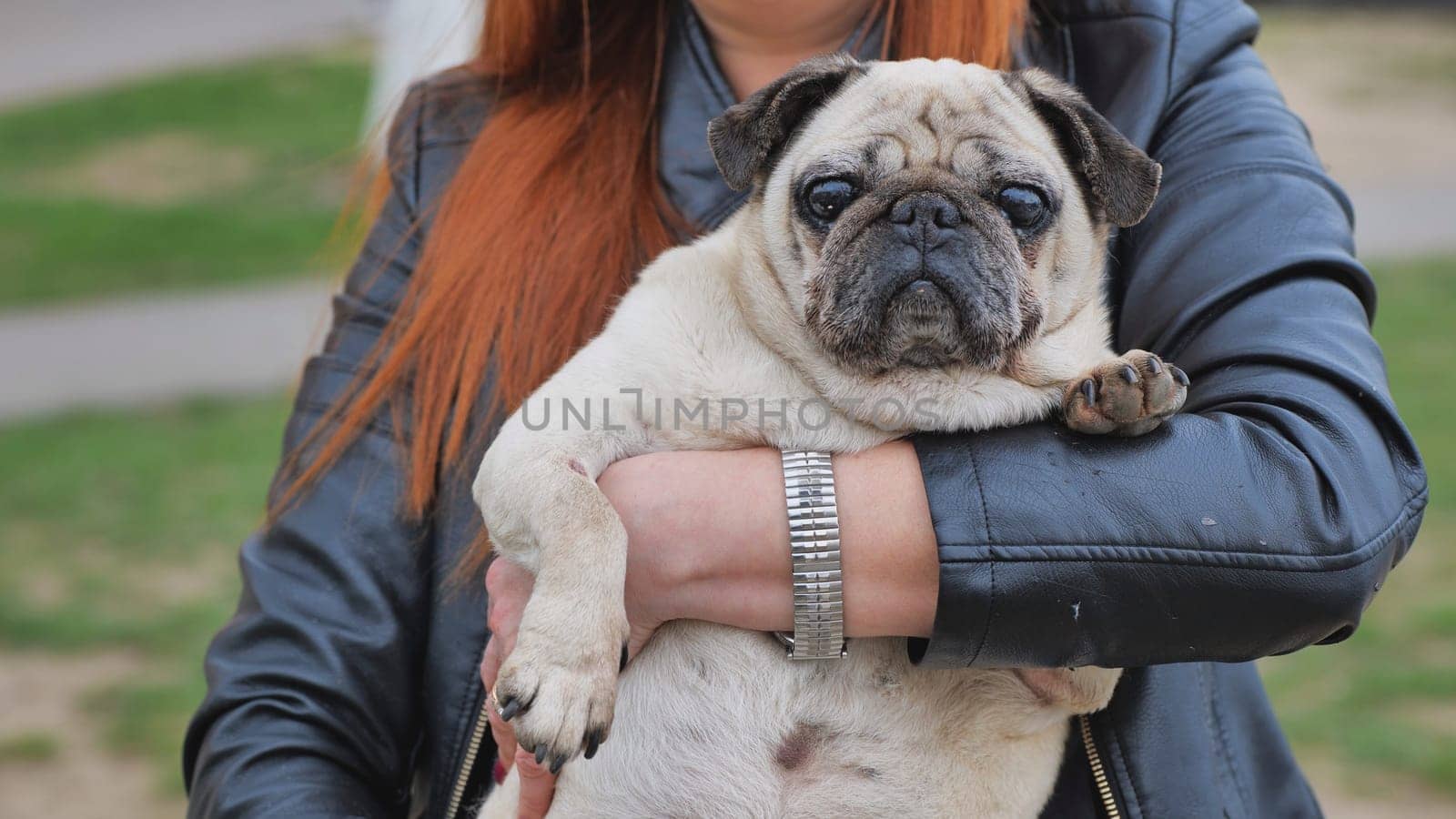 A fat pug dog in a woman's arms