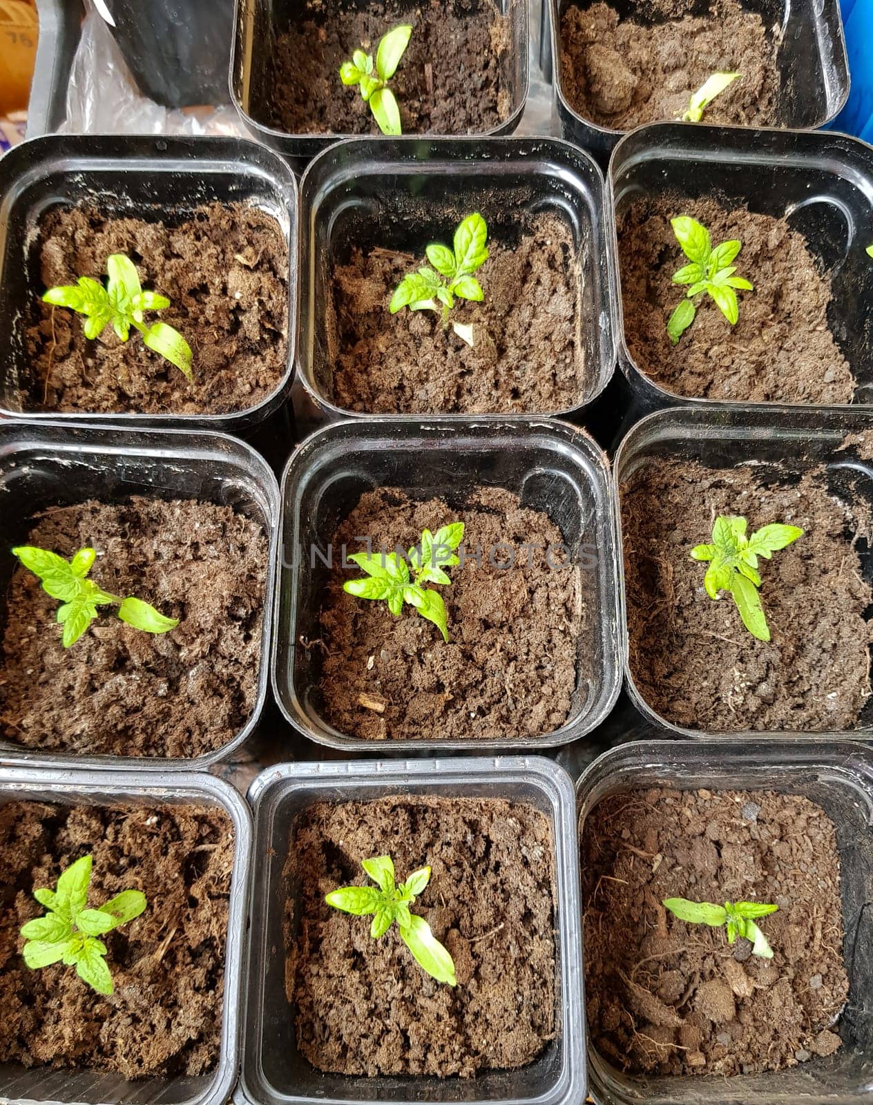 The concept of agriculture and farming. Top view of sprouted tomato seedlings in plastic containers. Growing vegetable seedlings for subsequent planting in open ground or greenhouses.