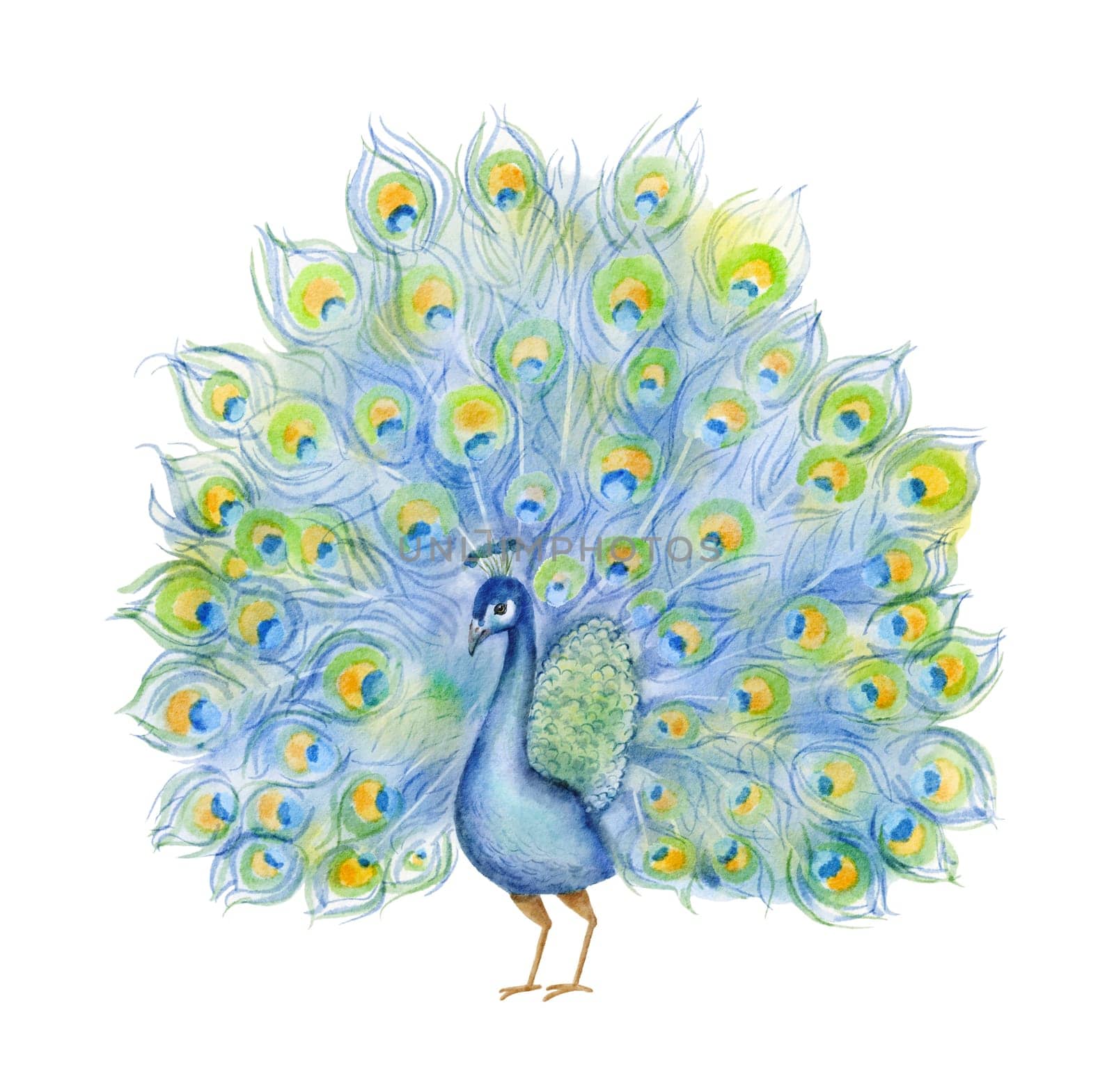 Peacock with open tail. Watercolor illustration isolated om white by ElenaPlatova