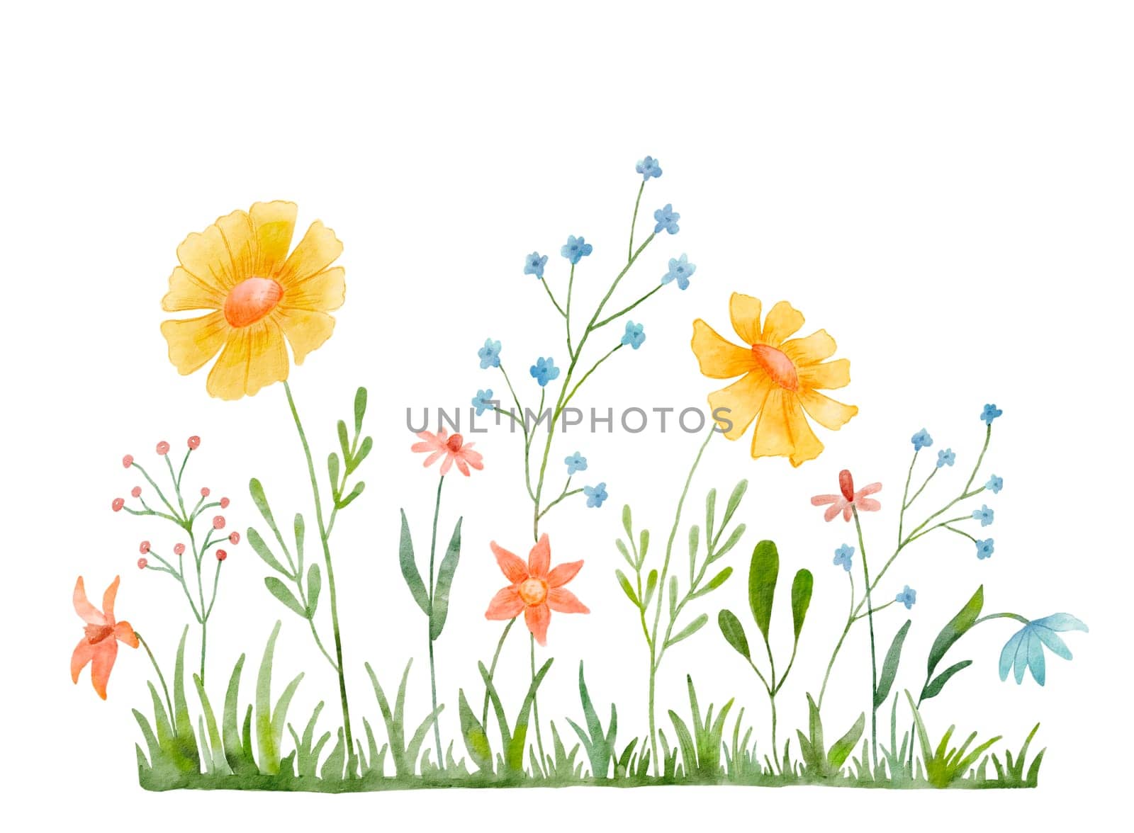 Watercolor wild herbs and flowers illustration. Field with grass and wildflowers isolated on white by ElenaPlatova