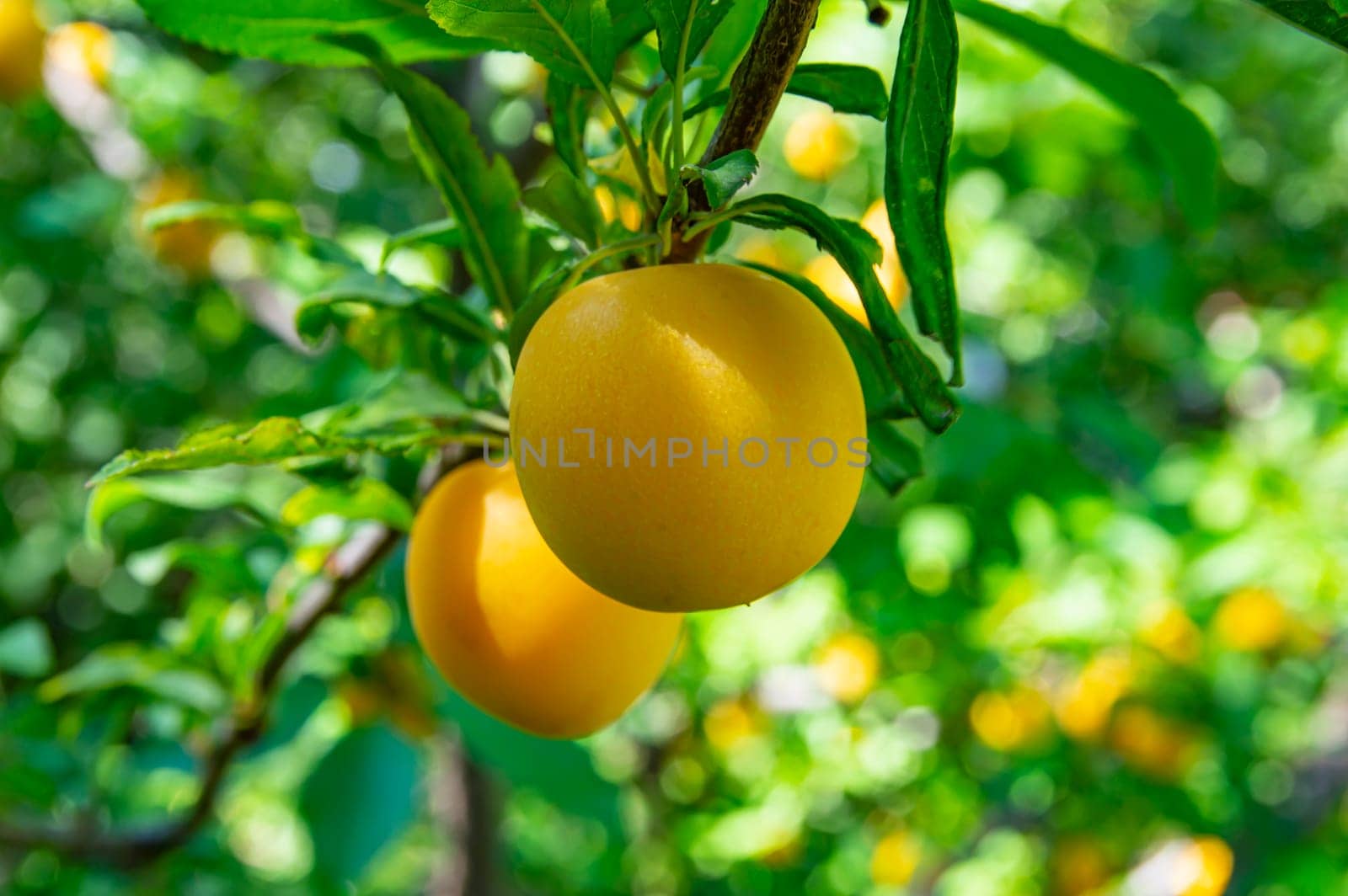 Yellow plum fruits on a garden tree branch with green foliage. Prunus cerasifera. Prunus divaricata. Yellow plum. Fruit garden tree. Ecological food. Healthy vegetarian food. Agricultural harvest.