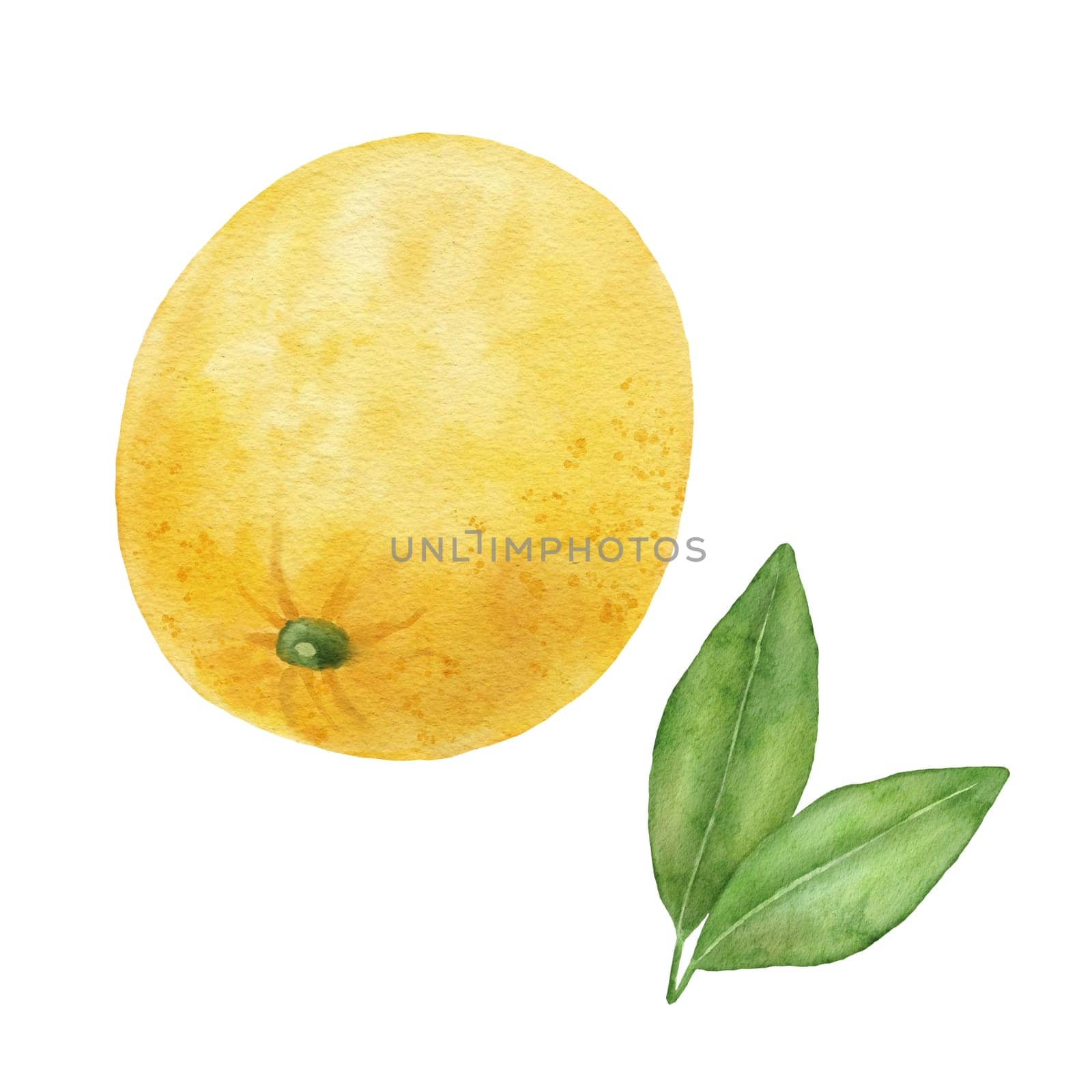 Lemon fruit with leaves. Hand draw watercolor illustration isolated on white background by ElenaPlatova