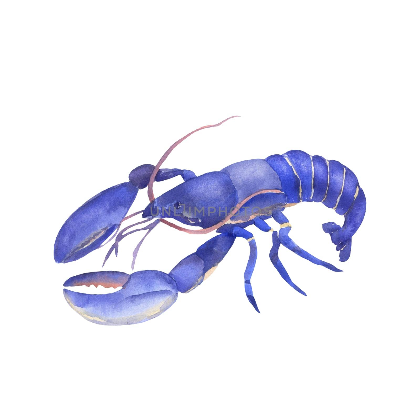 Watercolor Lobster isolated on white. Hand drawn Clipart omar. Sea animal