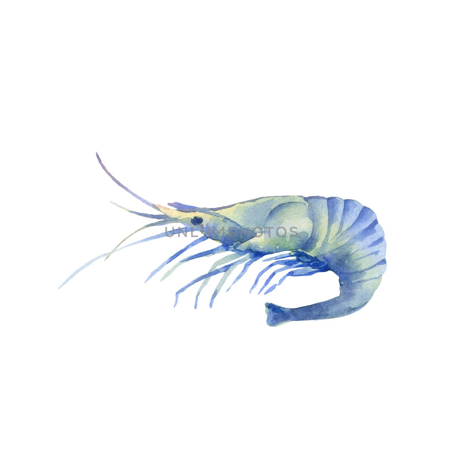 Watercolor illustration blue shrimp isolated on white