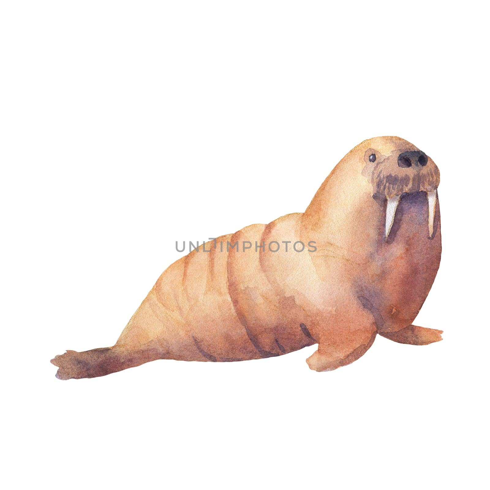 Watercolor illustration isolated on white. North pole animals. Northern walrus. by ElenaPlatova