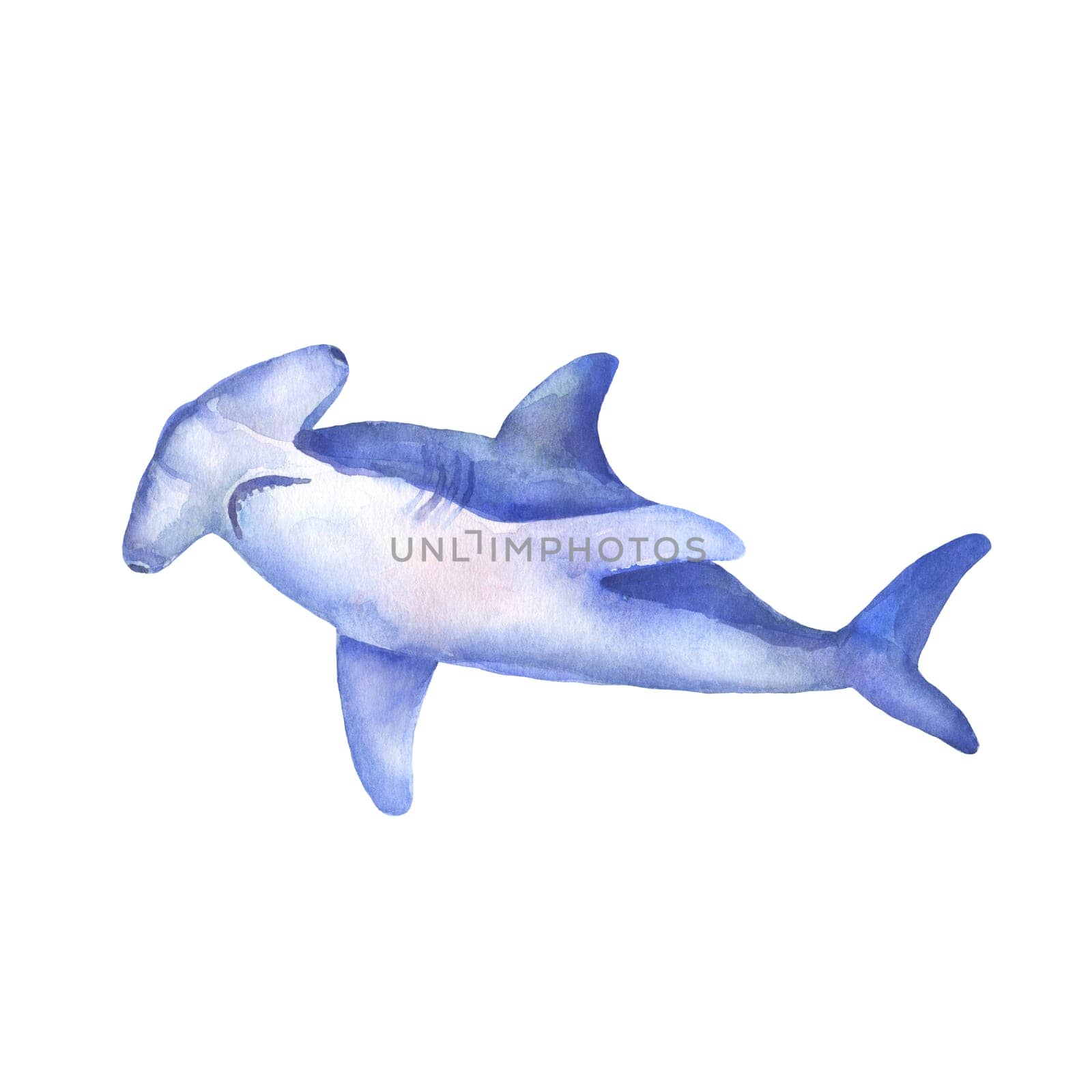 Great white Hammerhead shark watercolor illustration. Underwater creature isolated on white. Hand drawn sea animal by ElenaPlatova
