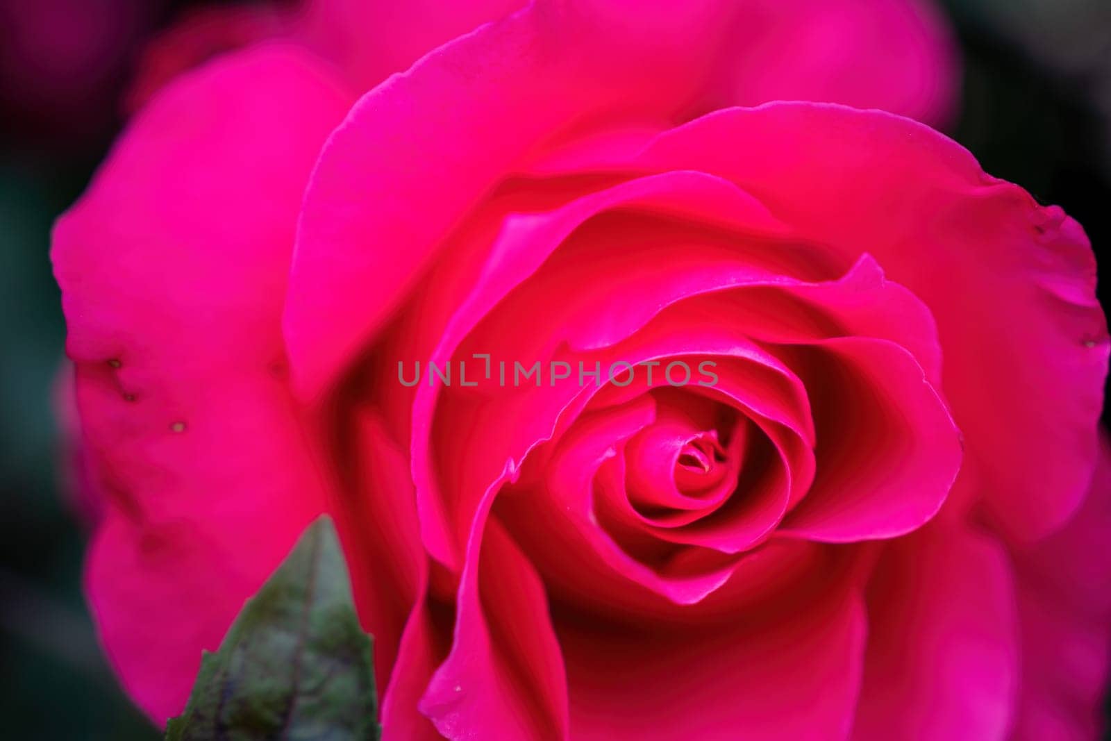 Pink Rose and Rosebuds in Garden, Close Up, Selective Focus. Rose blooms on a background of green leaves. Summer flower. Natural background. by panophotograph