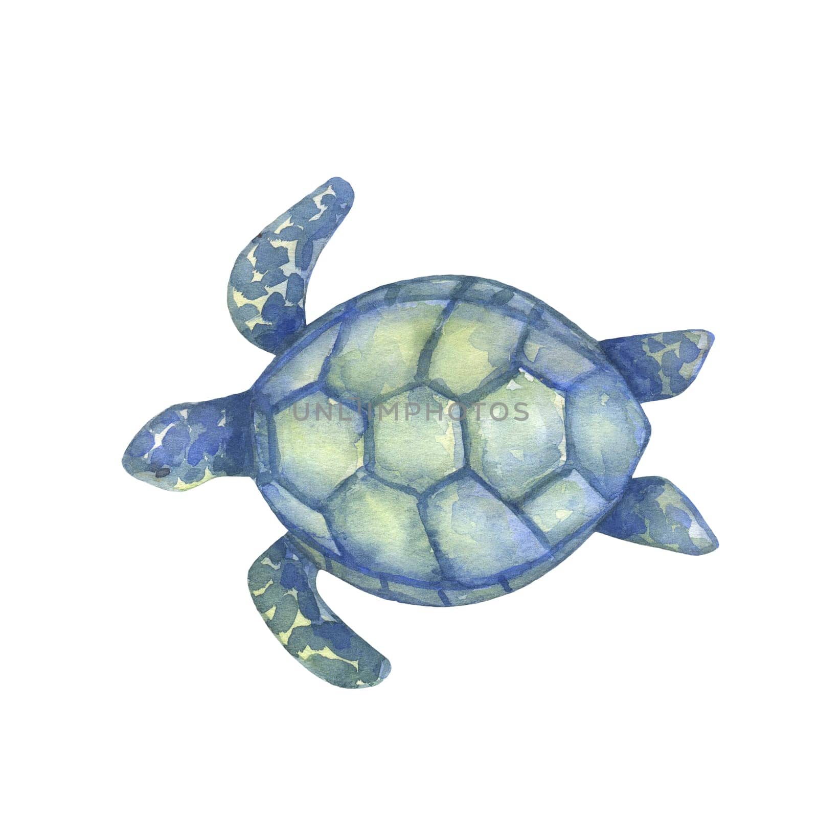 Blue and green watercolor swimming turtle on white background. Hand drawn illustration ocean or underwater animal by ElenaPlatova