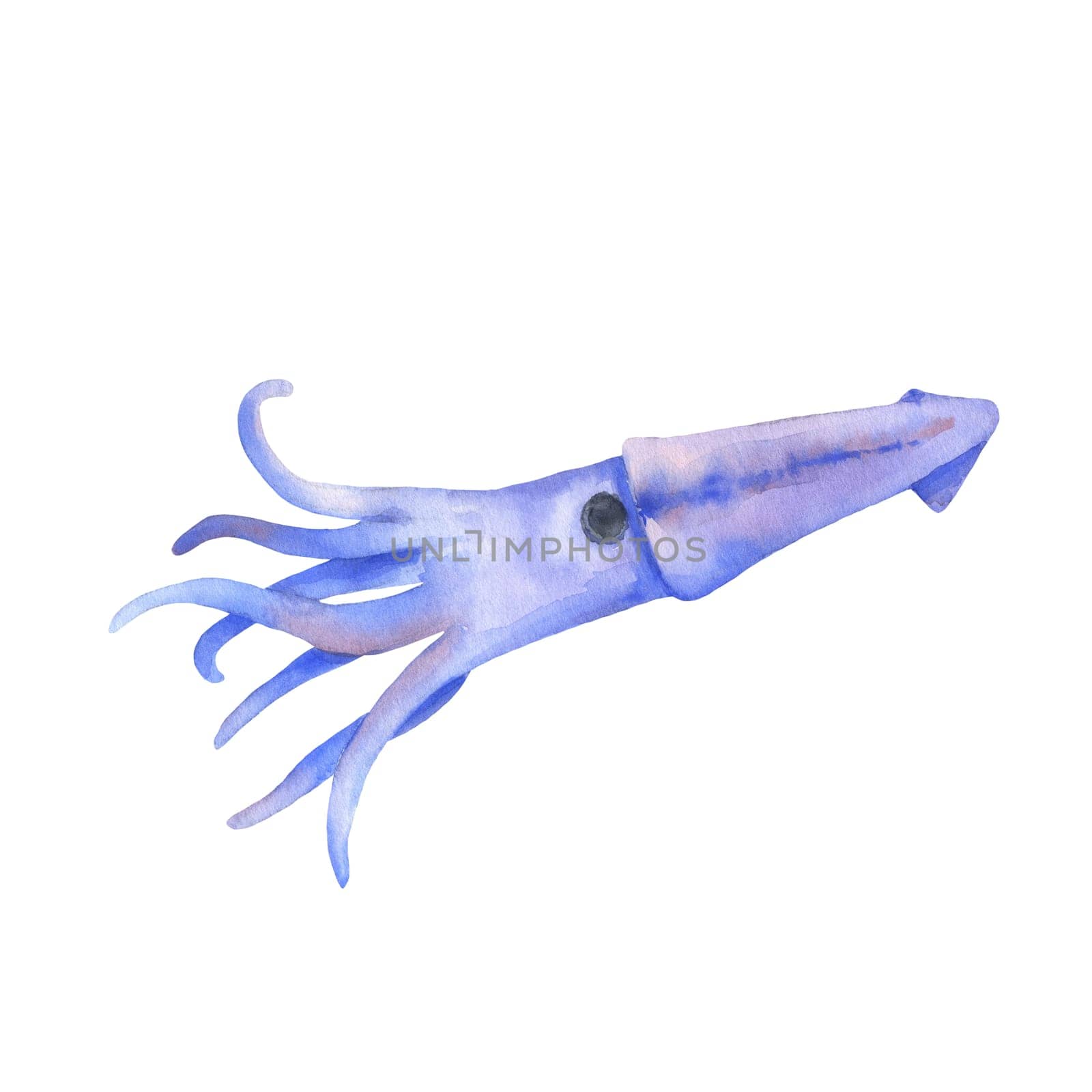Watercolor illustration sweeming squid isolated on white.
