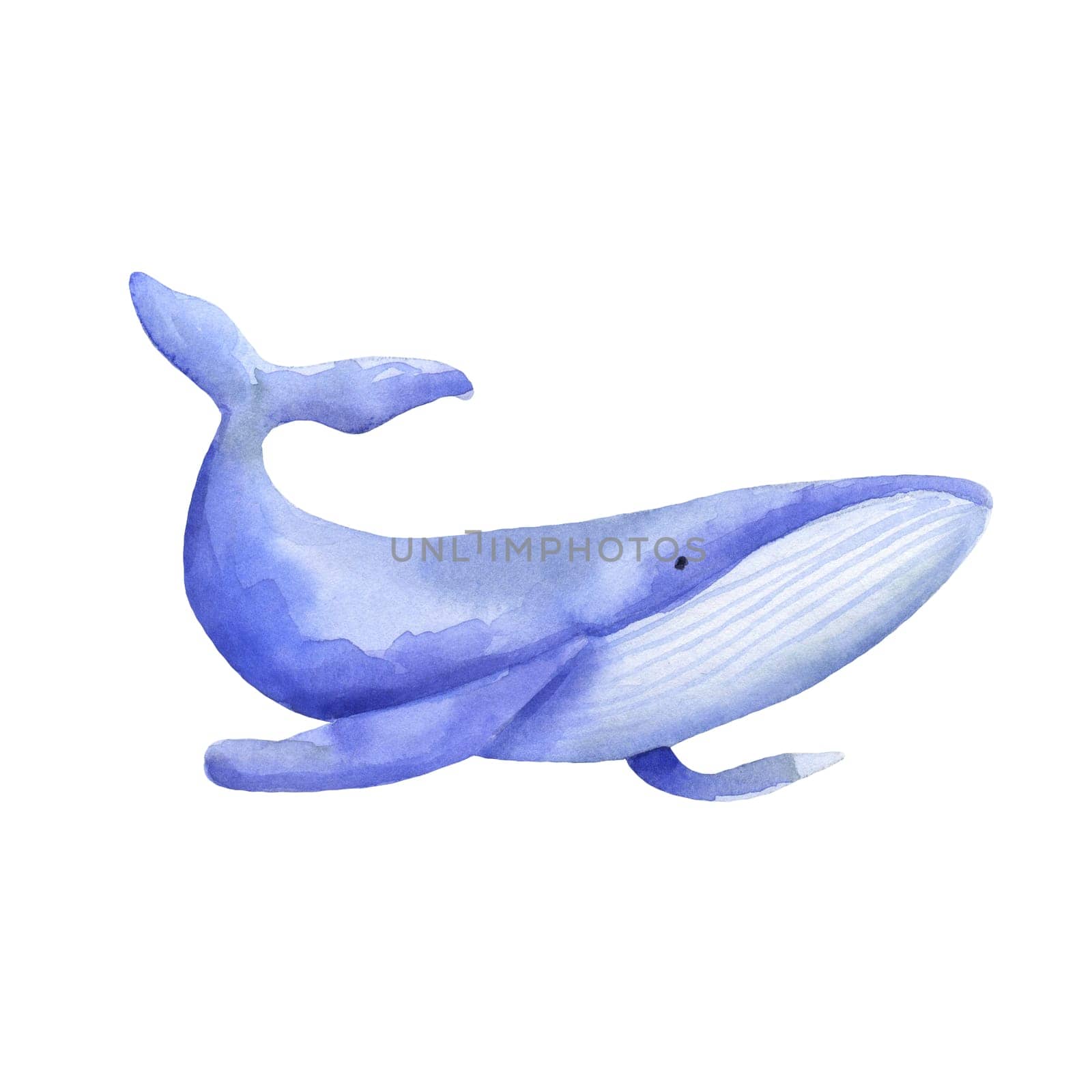 Blue whale watercolor illustration isolated on white. Sea animal.