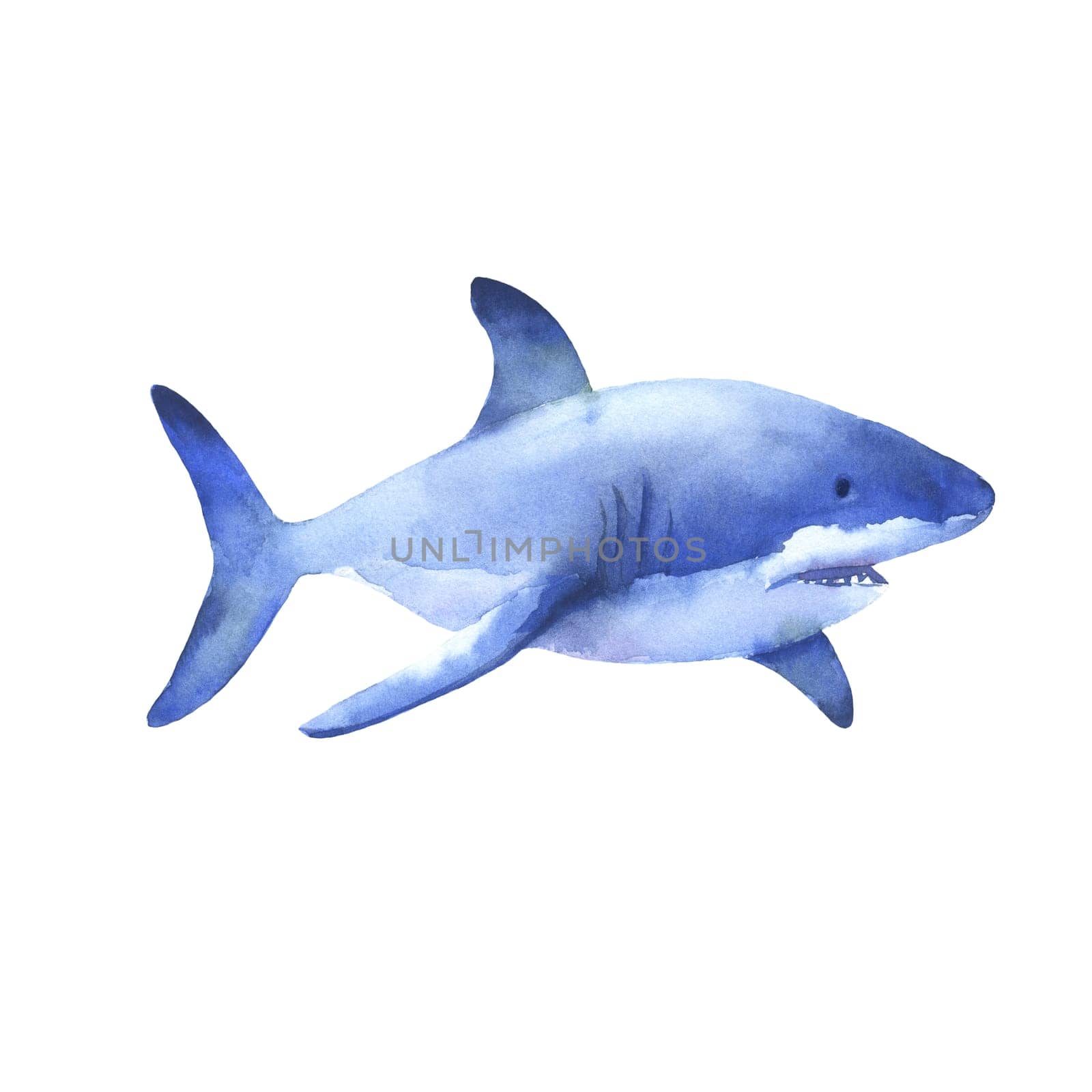 Great white shark watercolor illustration. Underwater creature isolated on white. Hand drawn sea animal by ElenaPlatova
