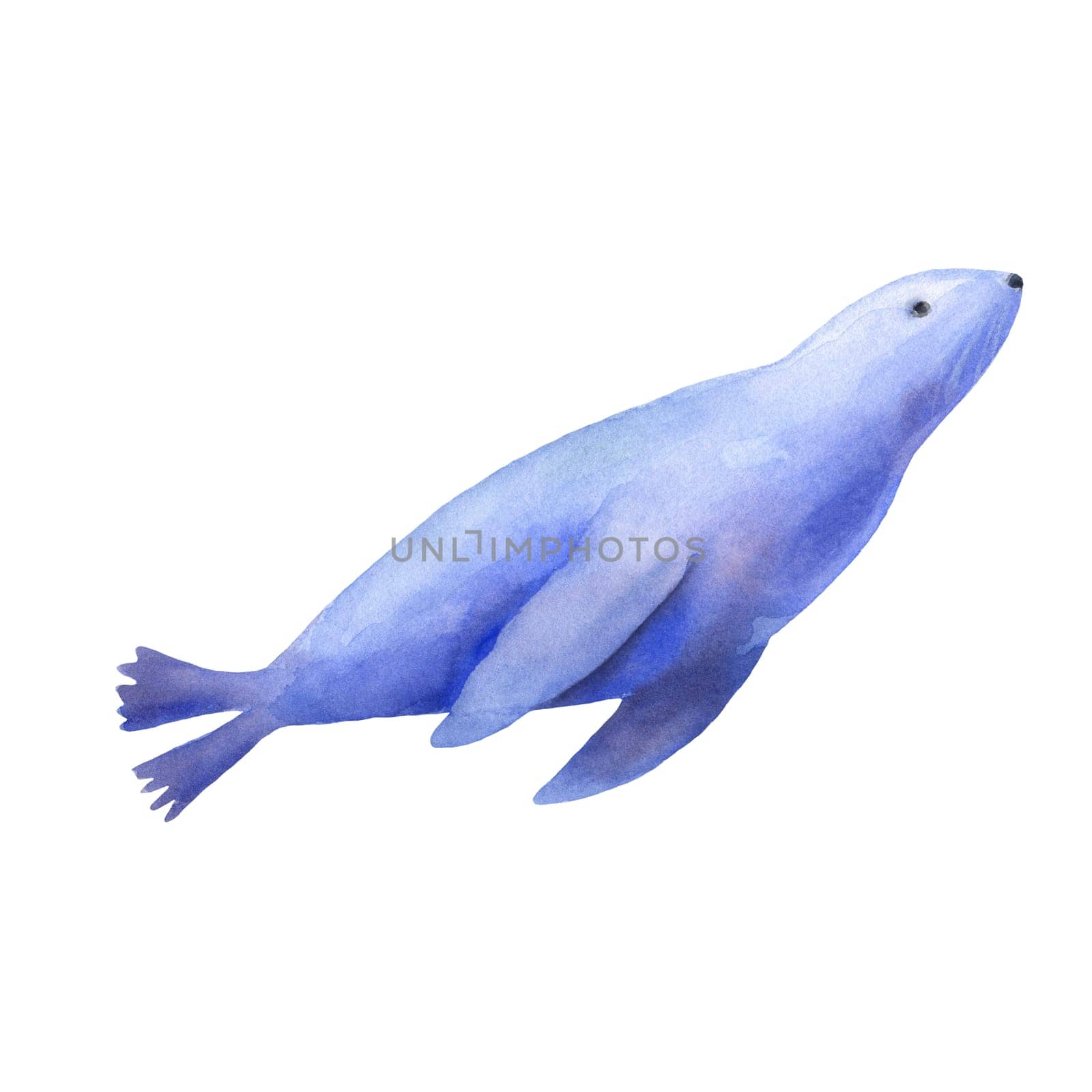 Marine animal seal. Watercolor illustration isolated on white background by ElenaPlatova