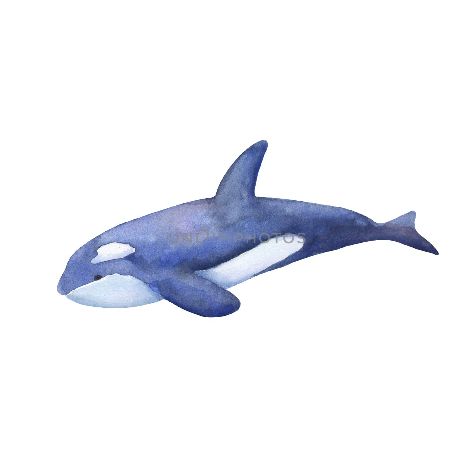 Blue killer whale watercolor illustration isolated on white. Sea animal. by ElenaPlatova