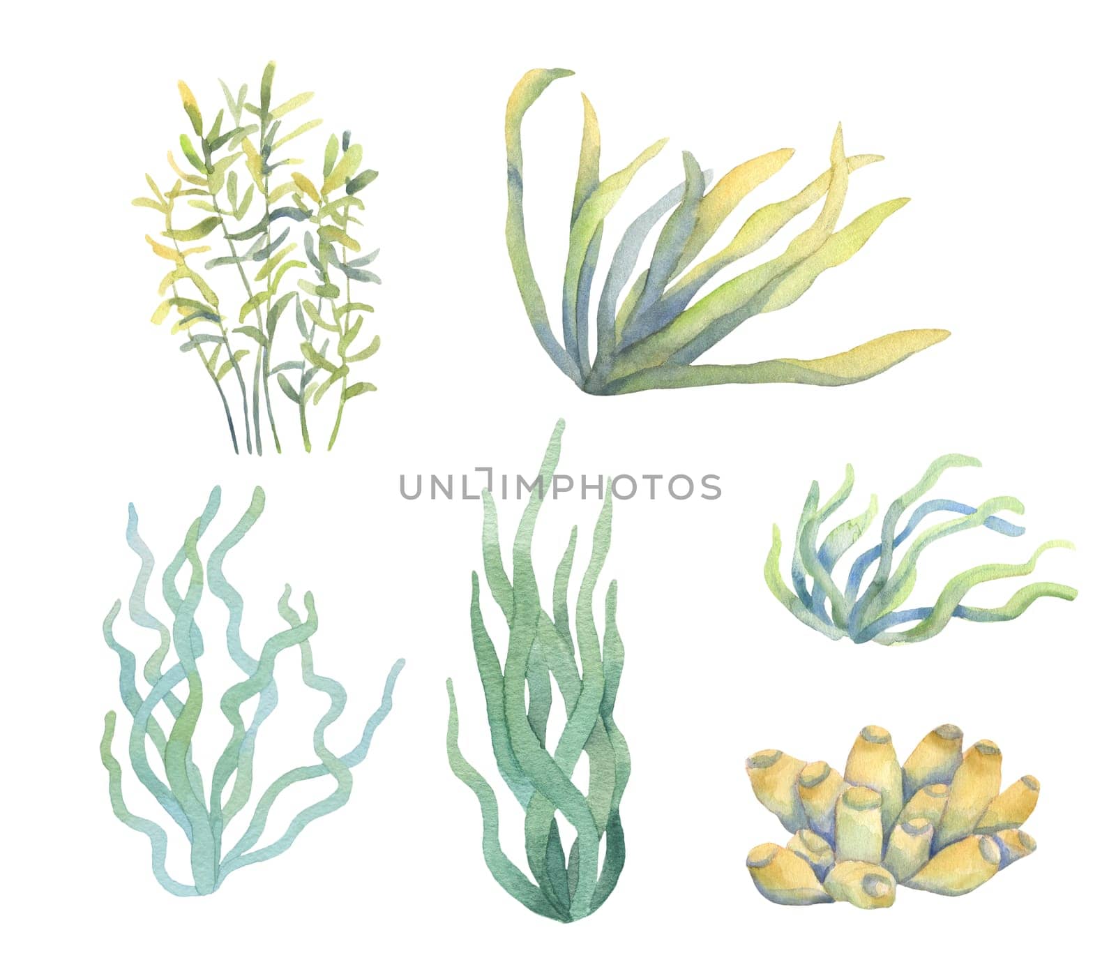 Watercolor set with seaweed. Hand painted underwater floral illustrations with algae leaves branch isolated on white background.