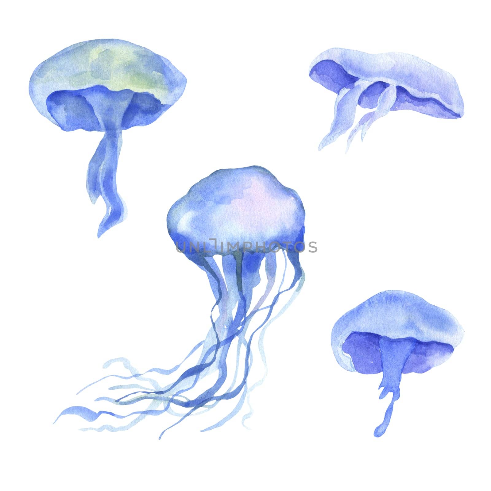 Watercolor drawing jellyfish isolated on white background. Set of sea animals by ElenaPlatova