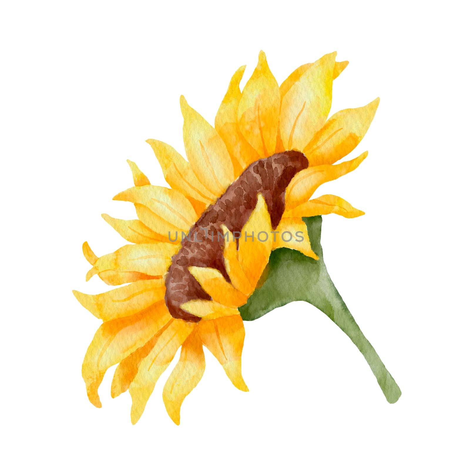 Watercolor sunflower. Colorful botanical hand drawn flower illustration isolated on white background